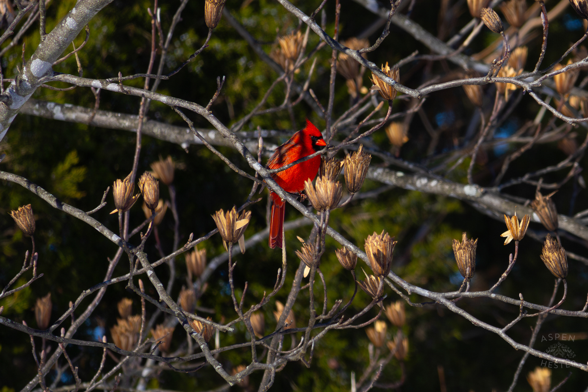 A Cardinal Sits in A Tulip Tree in my Backyard. January 13th, 2025/Aspen Hester