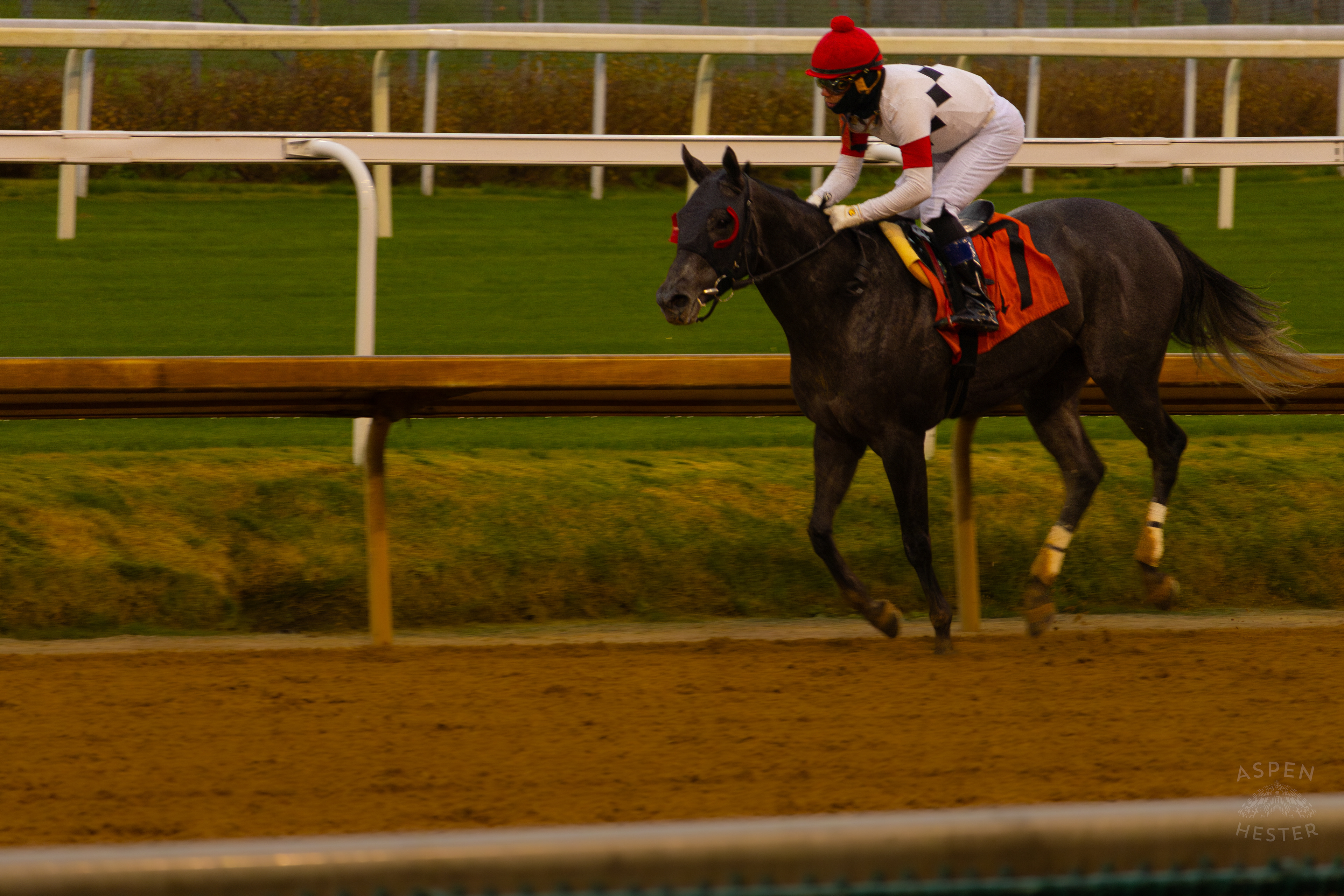 Horse #7 Antique Silver Ridden by Jockey Samuel Camacho Jr. After Running in Race 8 On The Day Bob Baffert Returned to Churchill Downs After A 3 Year Suspension. November 27th, 2024/Aspen Hester