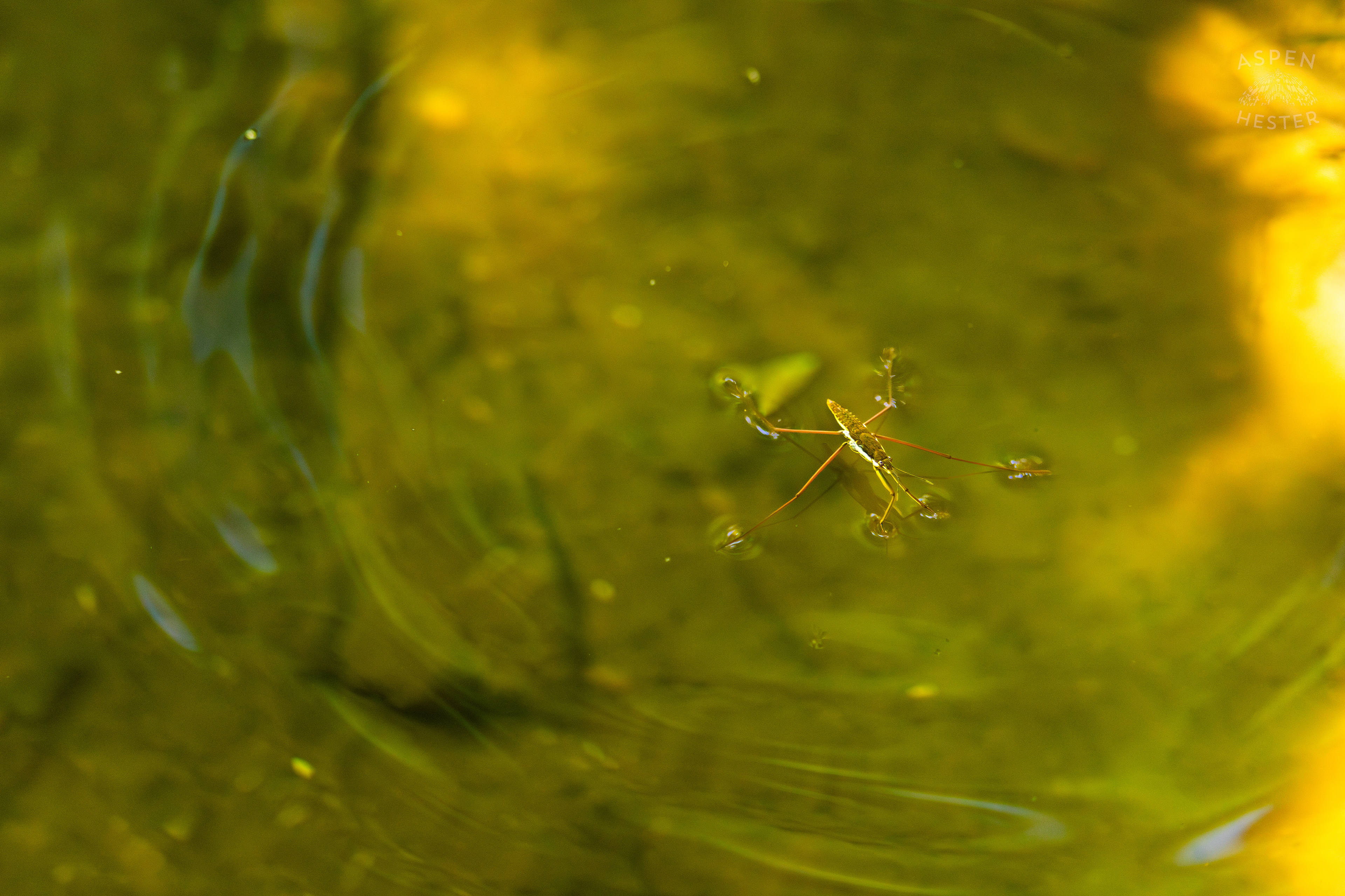 Water Strider on Middle Fork Beargrass Creek in Cherokee Park. May 28th, 2024/Aspen Hester