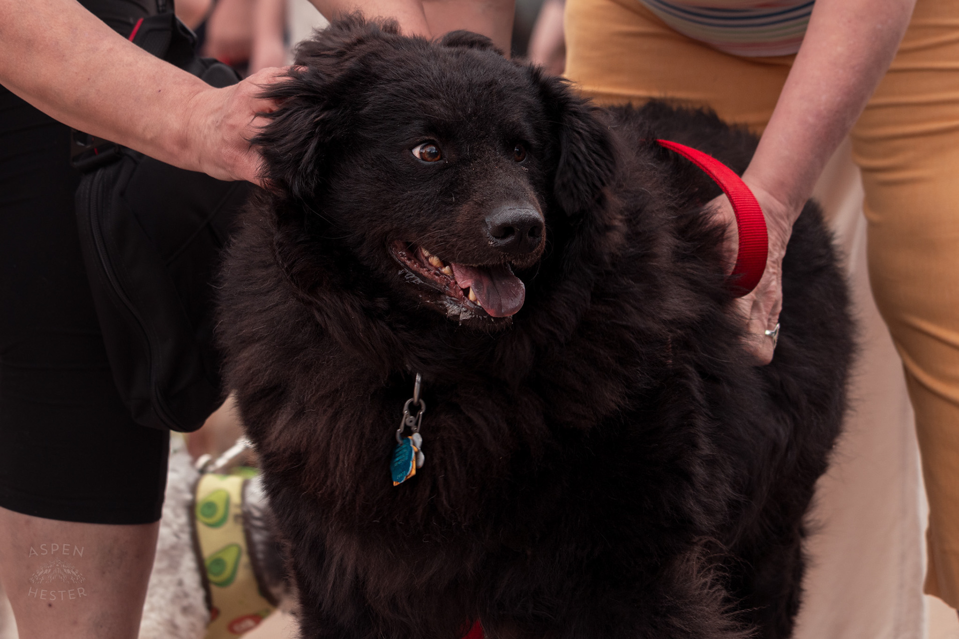 A Large Fluffy Black Dog at Westport Village’s 5th Annual Puppy Palooza. April 19th, 2025/Aspen Hester
