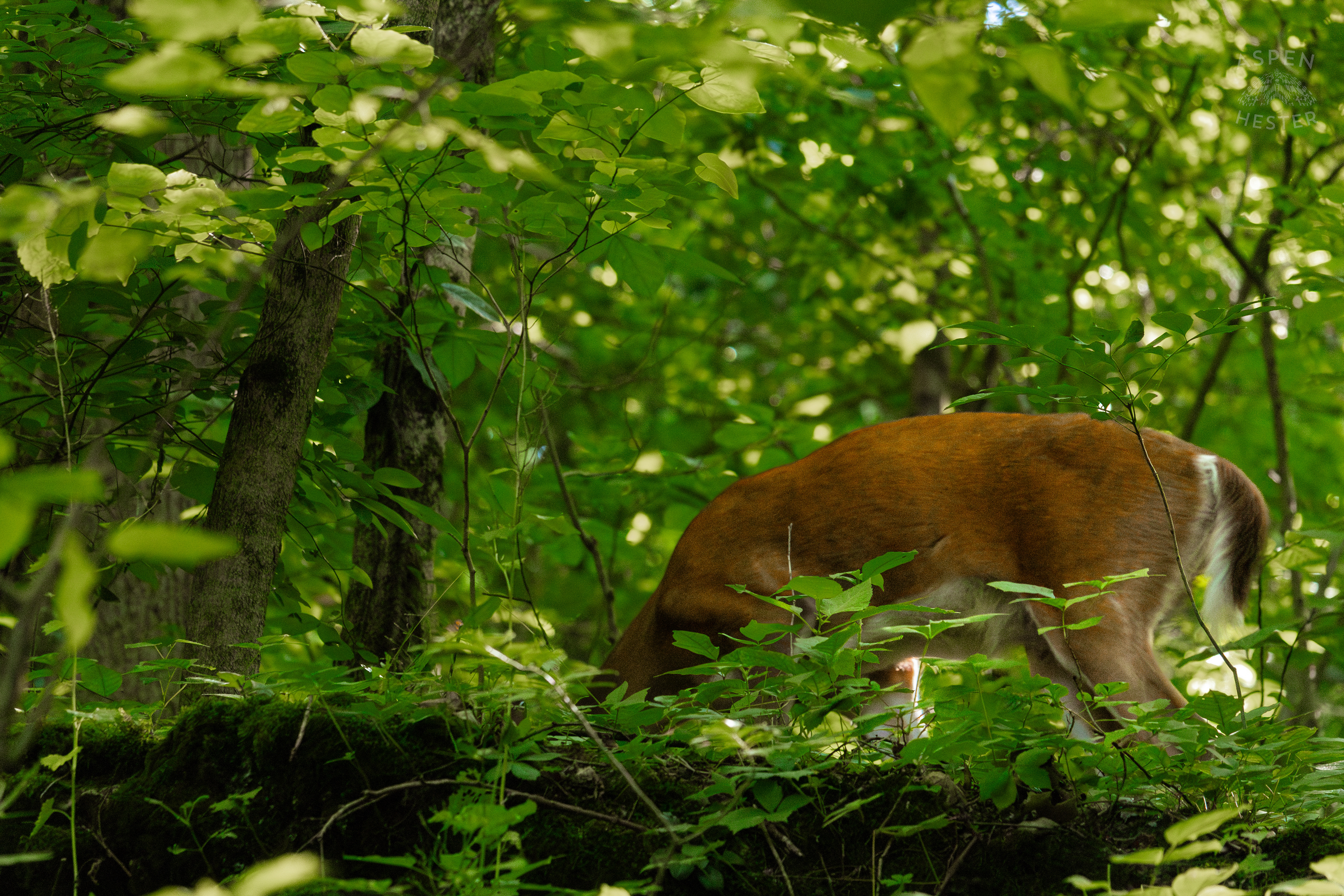 White Tailed Deer Foraging Deep in the Foliage of Cherokee Park. June 11th, 2024/Aspen Hester