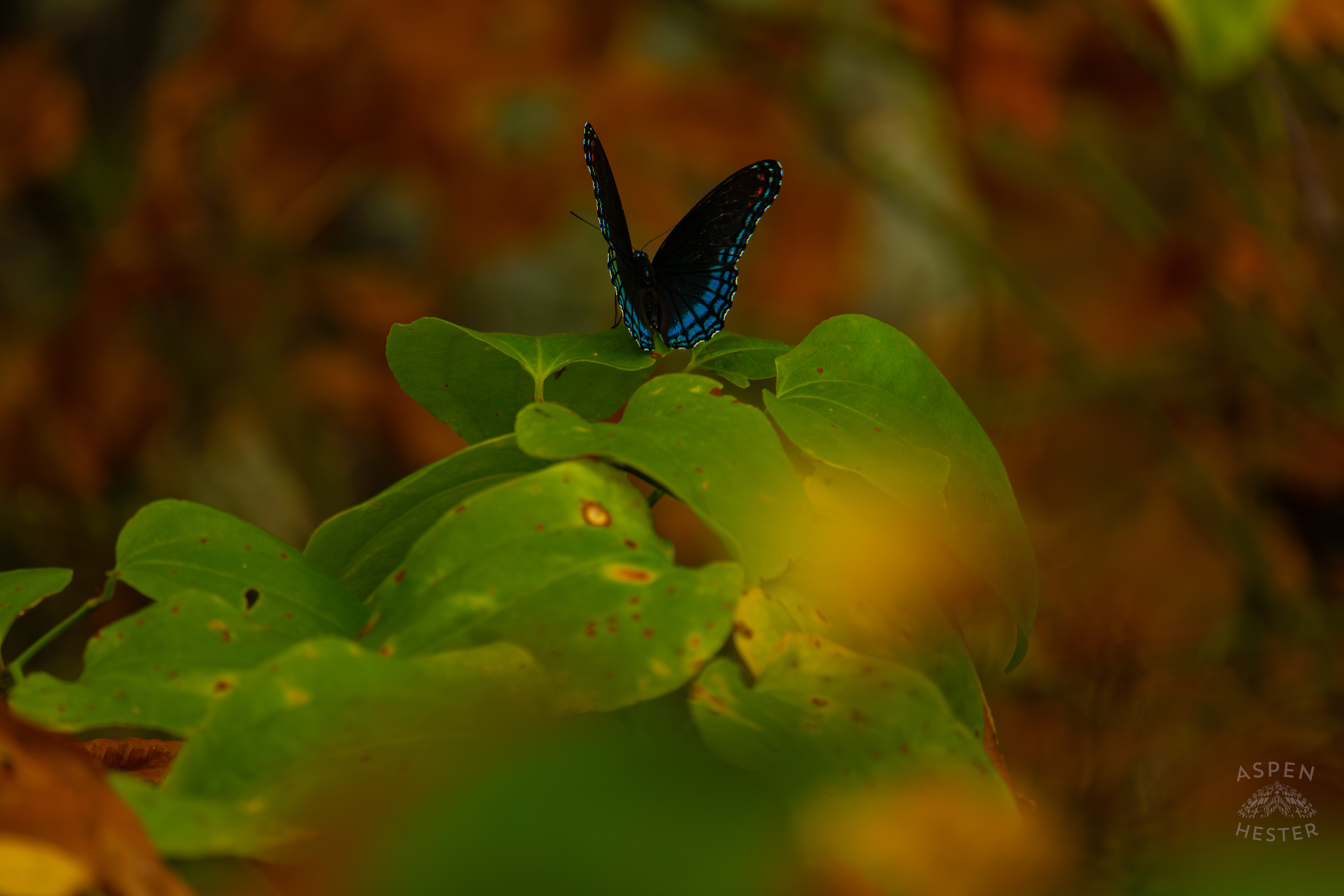 A Red-Spotted Admiral Butterfly Sits on A Bush Inside Jefferson Memorial Forest. September 3rd, 2024/Aspen Hester