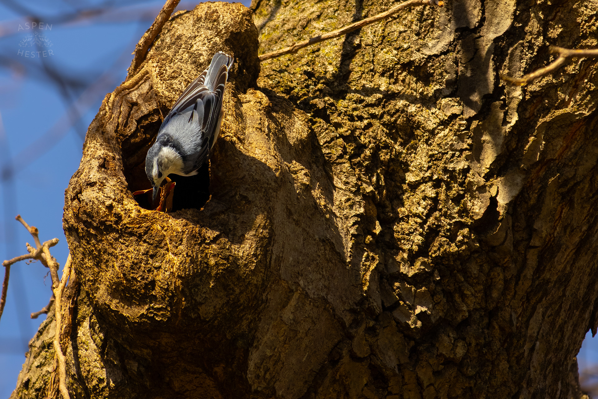 A Female White-Breasted Nuthatch Adjusts The Nesting Materials Inside Her Tree Hollow Home in Wendell Moore Park Right Before Spring. March 18th, 2025/Aspen Hester