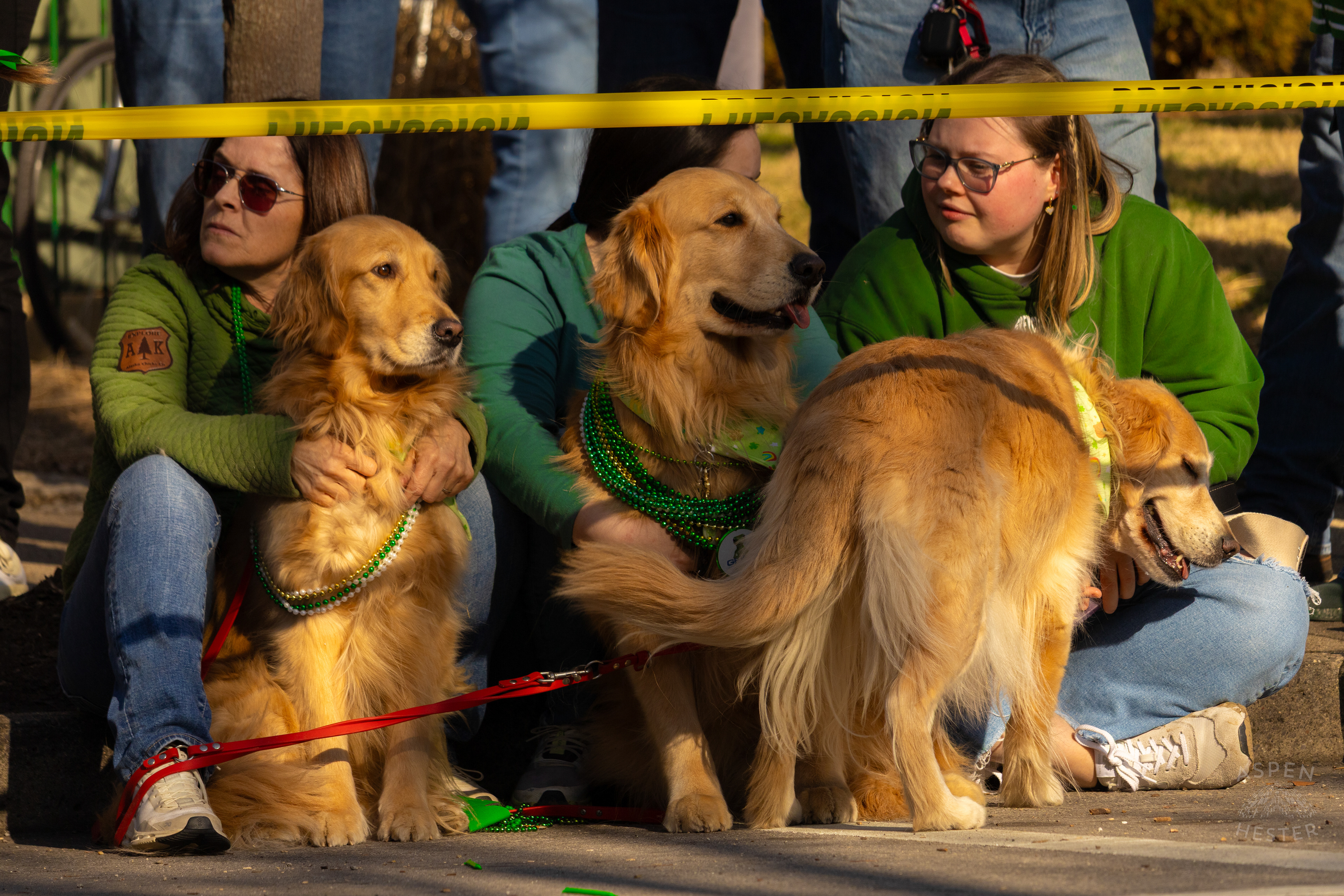 Three Furry Spectators Watch as The 52nd Annual Saint Patrick’s Day Parade Rolls Through The Highlands. March 8th, 2025/Aspen Hester