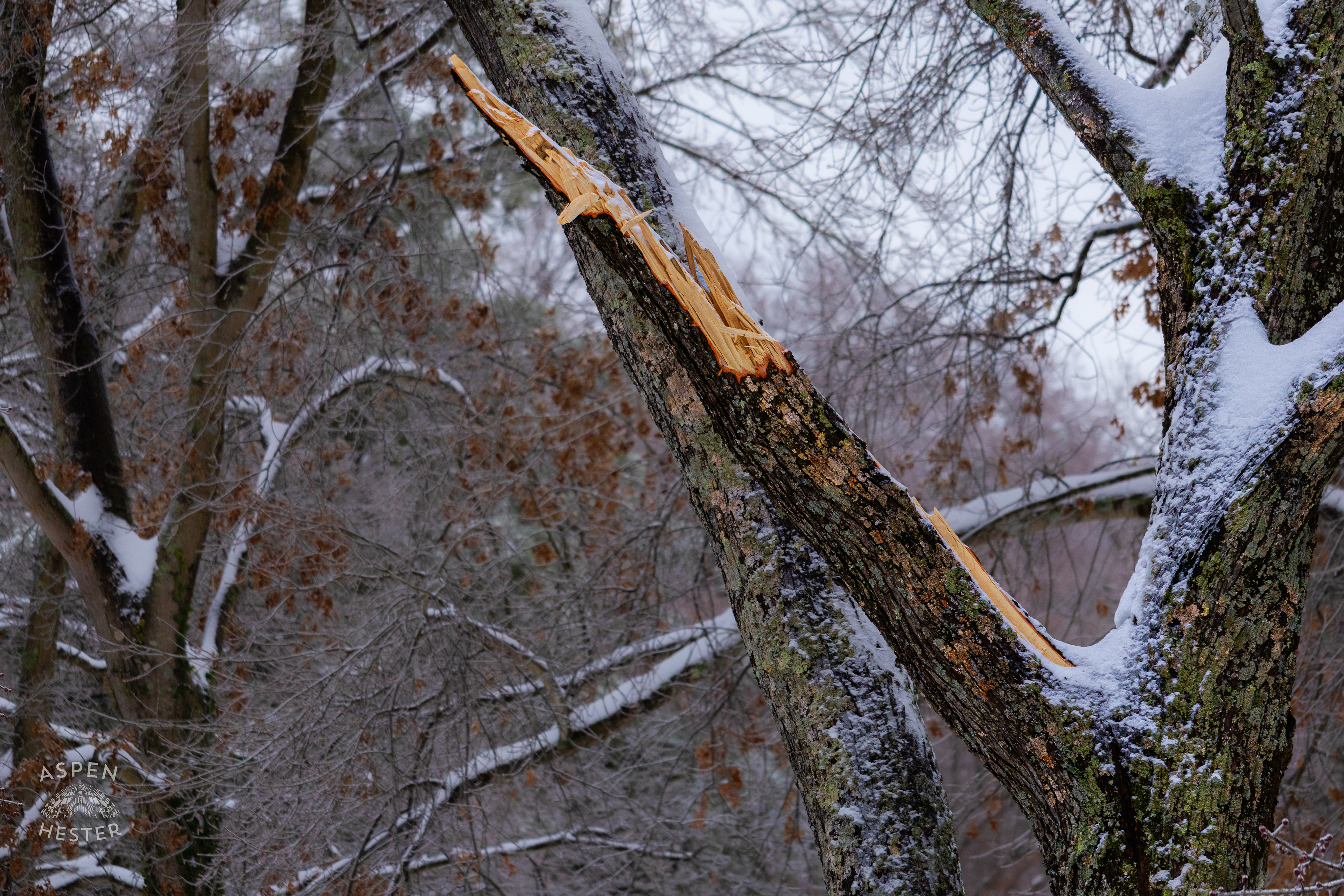 The Snapped Branch of A Red Maple Tree After The Weight of Ice from Winter Storm Blair Caused it to Come Crashing Down. January 6th, 2025/Aspen Hester