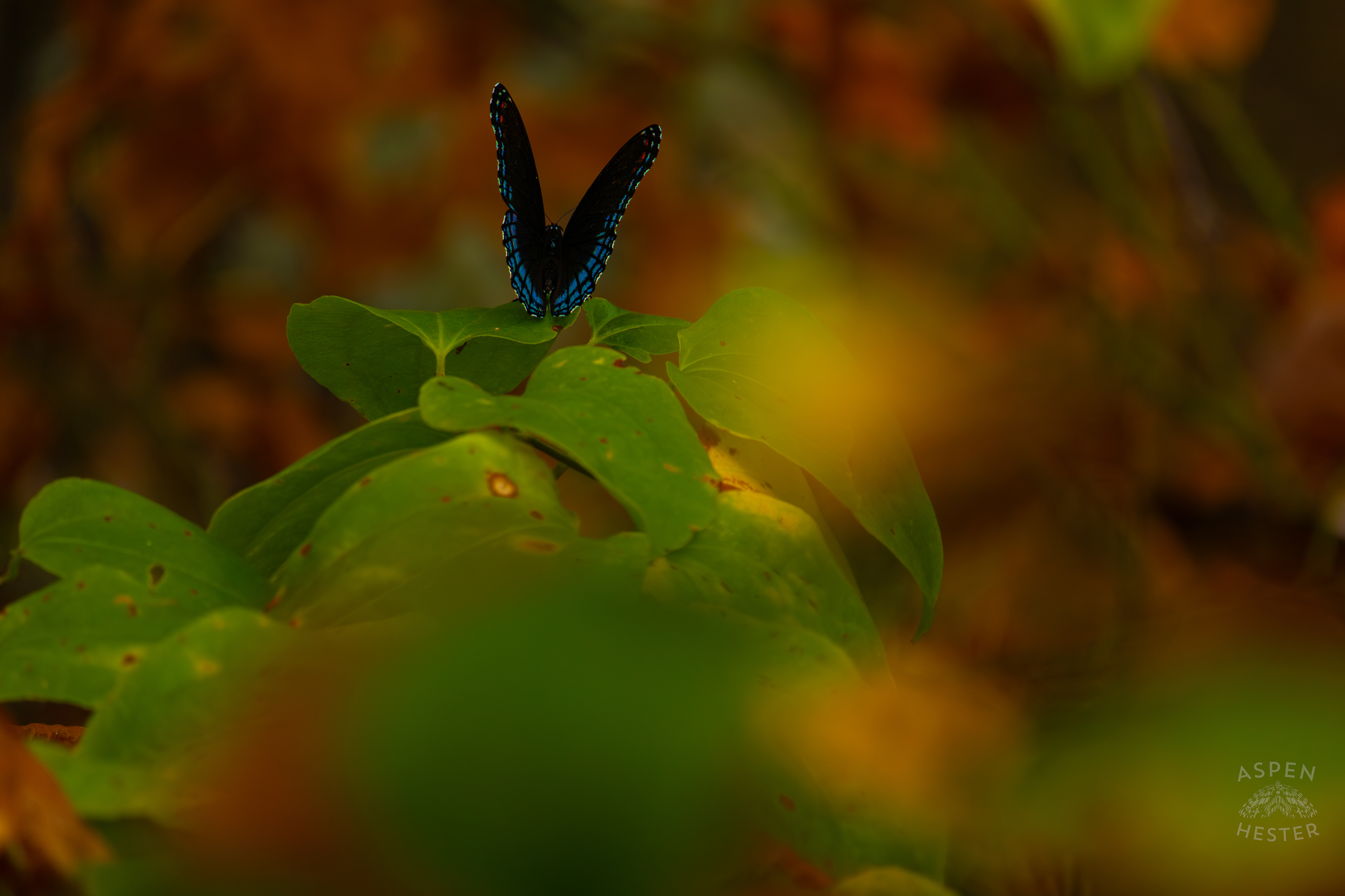 A Red-Spotted Admiral Butterfly Sits on A Bush Inside Jefferson Memorial Forest. September 3rd, 2024/Aspen Hester