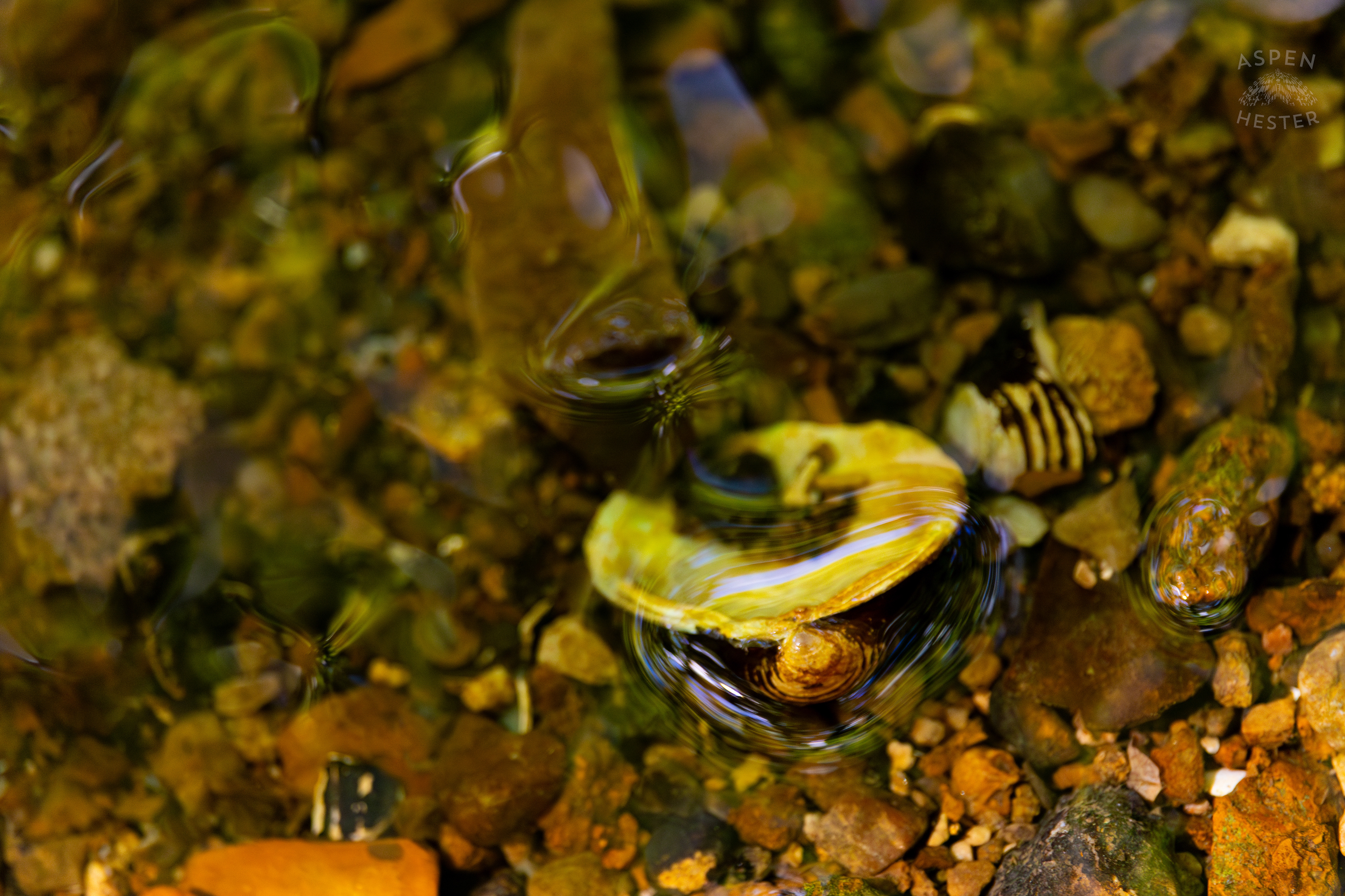Shells and Pebbles Just Under the Surface of Middle Fork Beargrass Creek in Cherokee Park. May 28th, 2024/Aspen Hester