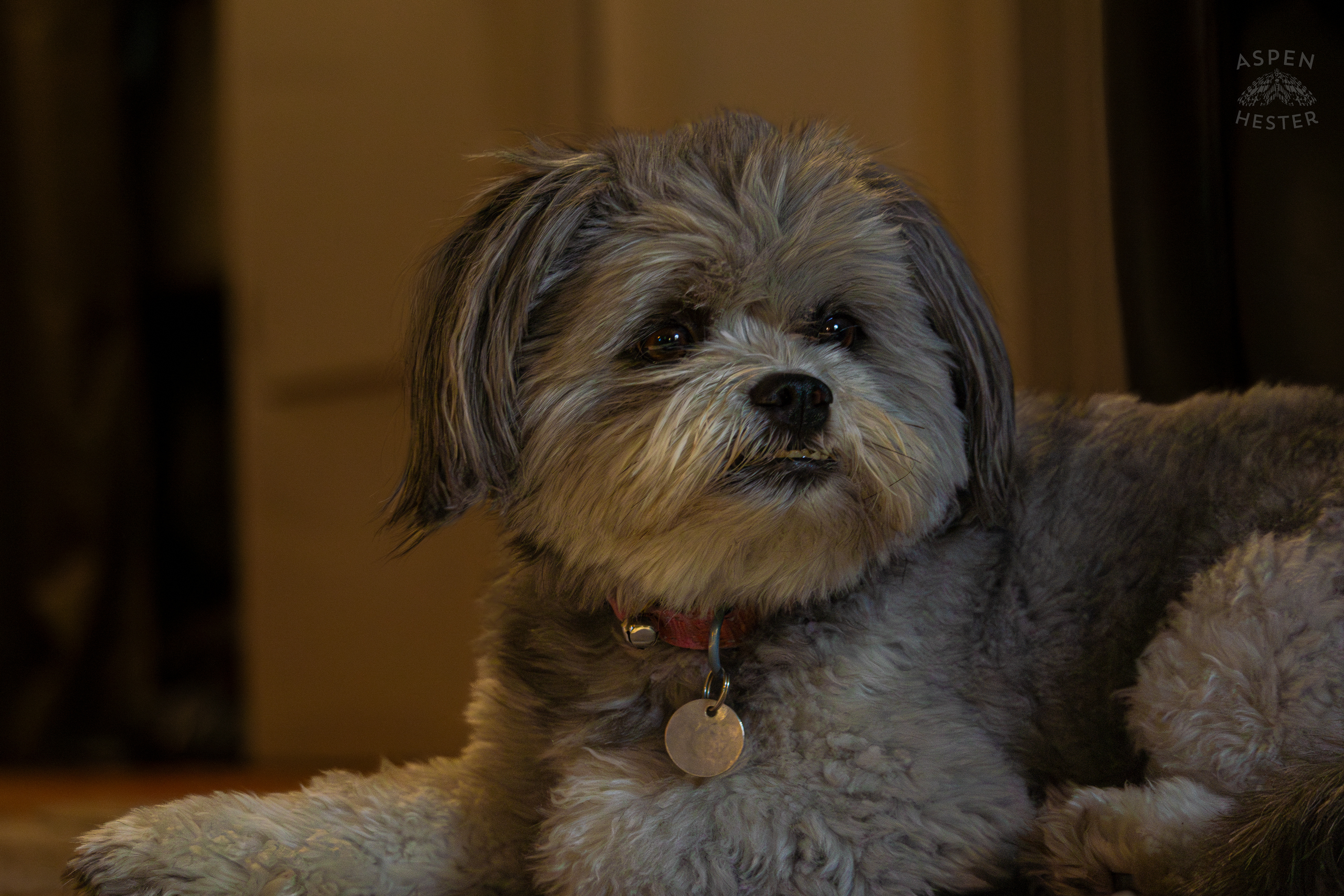 My Girl Mabel. November 11th, 2024/Aspen Hester