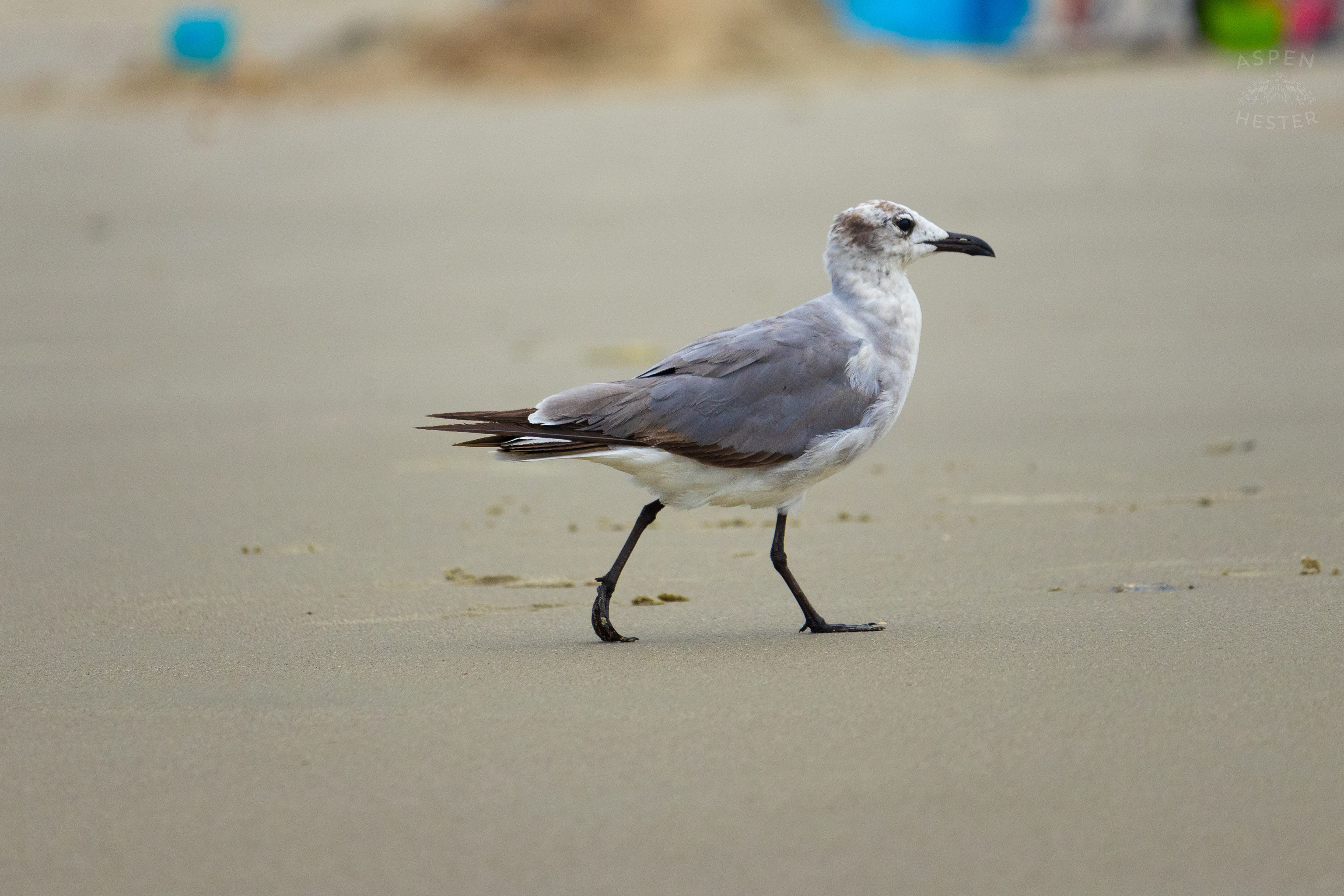 Seagull On Tybee Island Georgia. June 24th, 2024/Aspen Hester