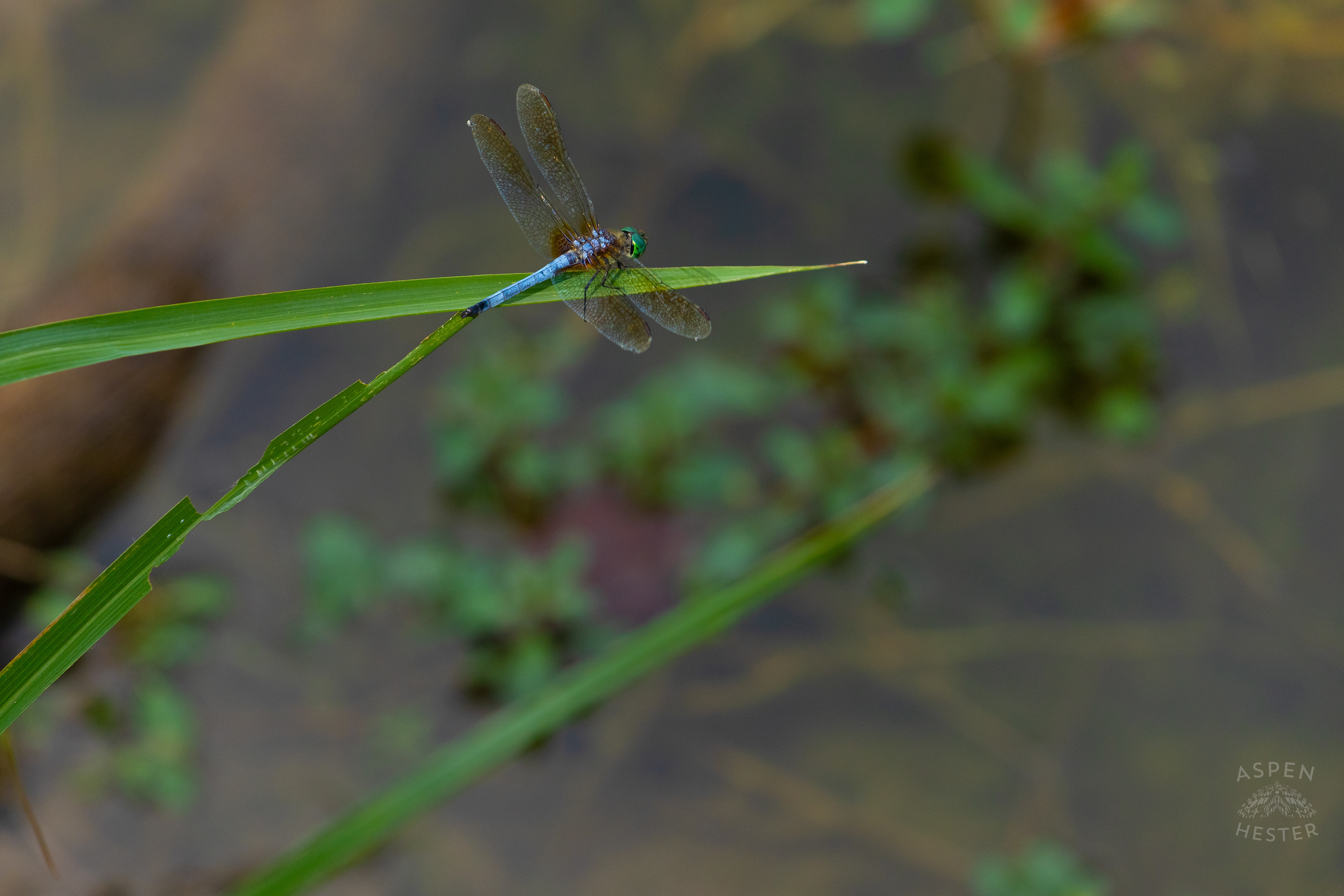 An Emperor Dragonfly Sitting Above The Chickasaw Park Pond. August 25th, 2024/Aspen Hester