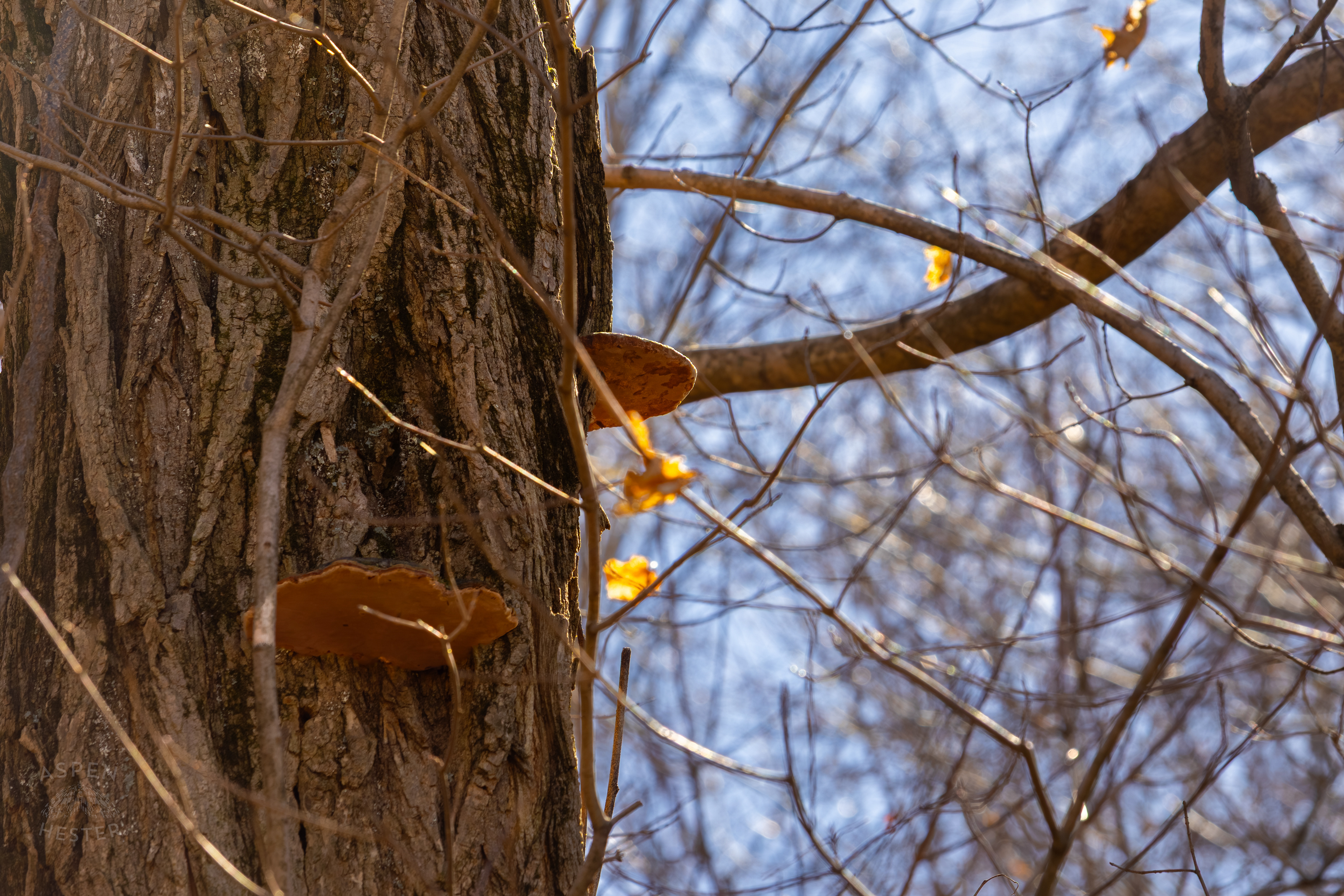 Cracked Cap Polypores Cling to The Bark of A Tree in Wendell Moore Park Right Before Spring. March 18th, 2025/Aspen Hester