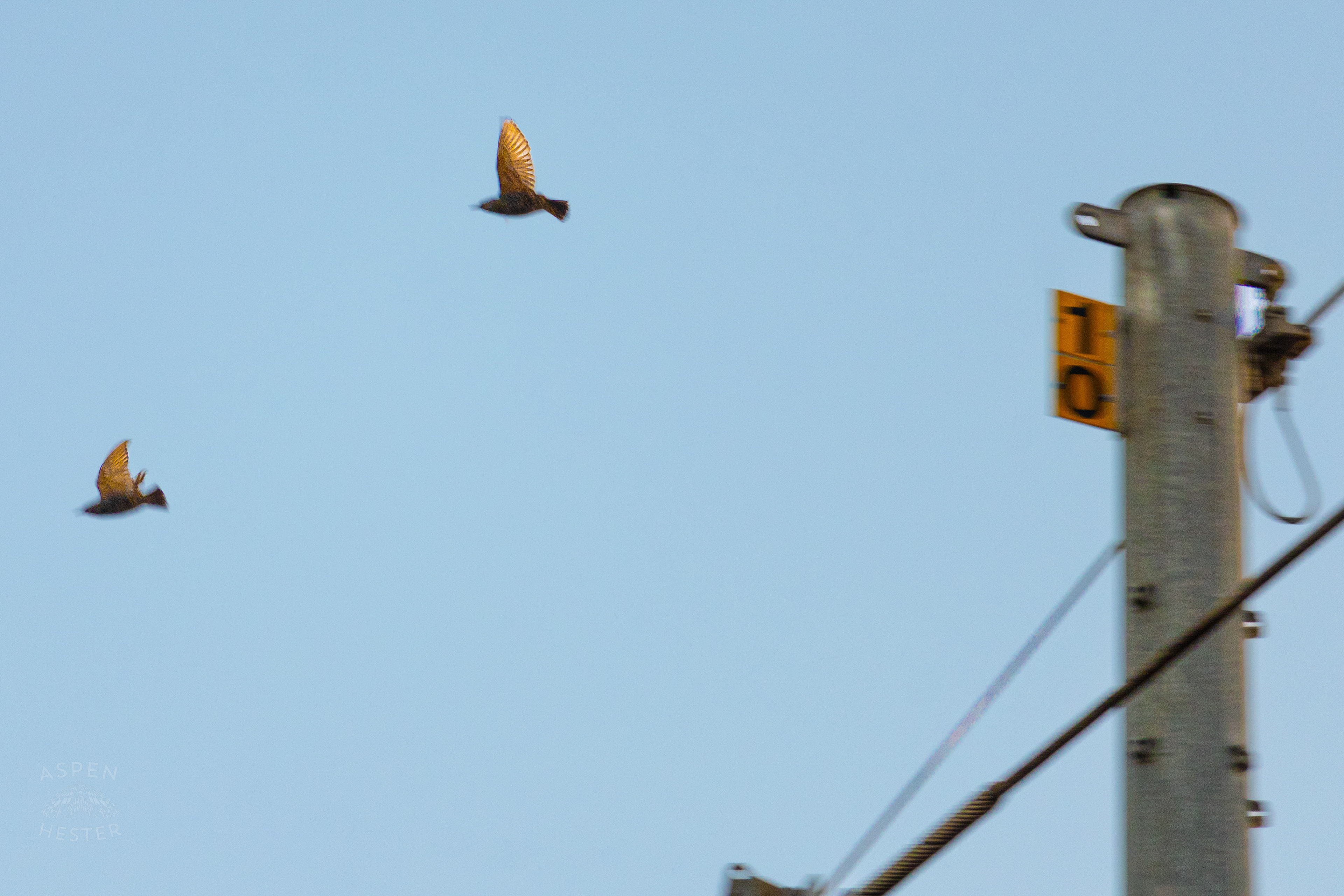 Brown Creepers Flying Off A Powerline In Nulu on A Saturday Evening. November 14th, 2024/Aspen Hester