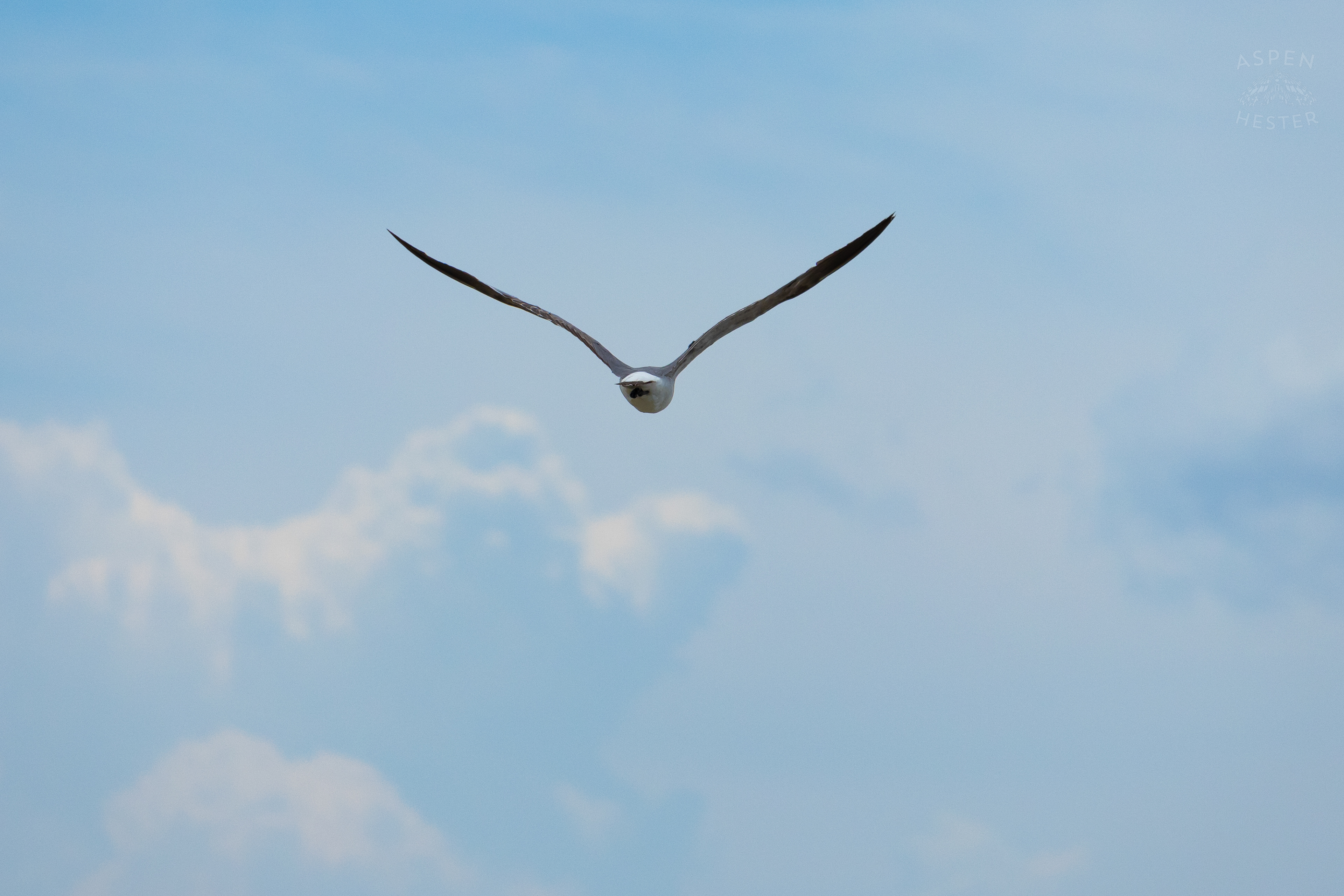 Seagull Flying On Tybee Island Georgia. June 24th, 2024/Aspen Hester
