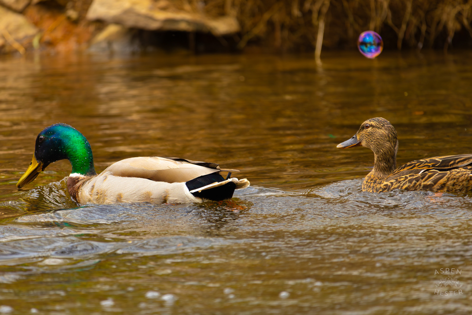 Male and Female Mallards Swim Along Middle Fork Beargrass Creek Where It Runs Through Brown Park. April 14th, 2025/Aspen Hester