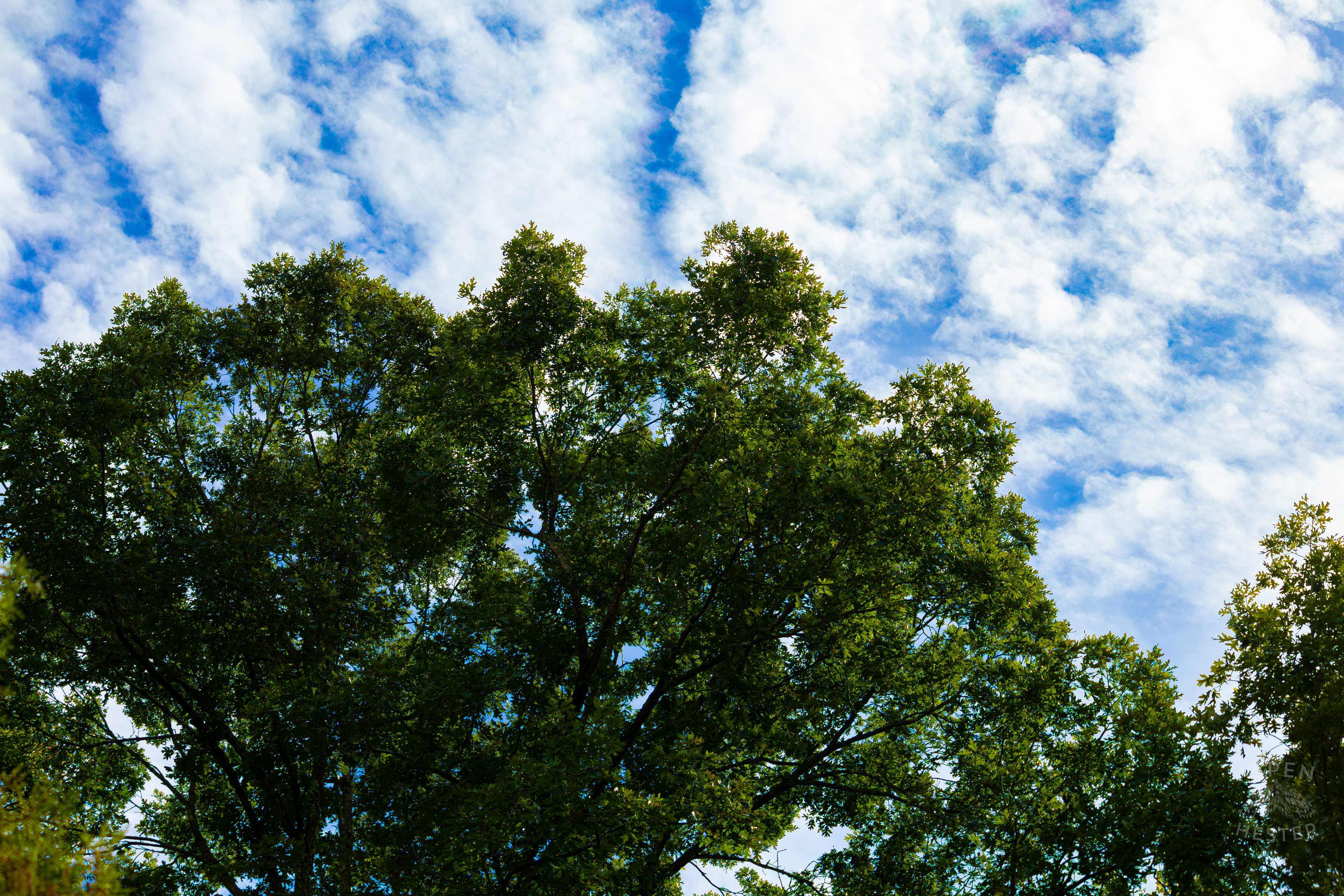 Foliage and Blue Skies Inside Jefferson Memorial Forest. September 3rd, 2024/Aspen Hester