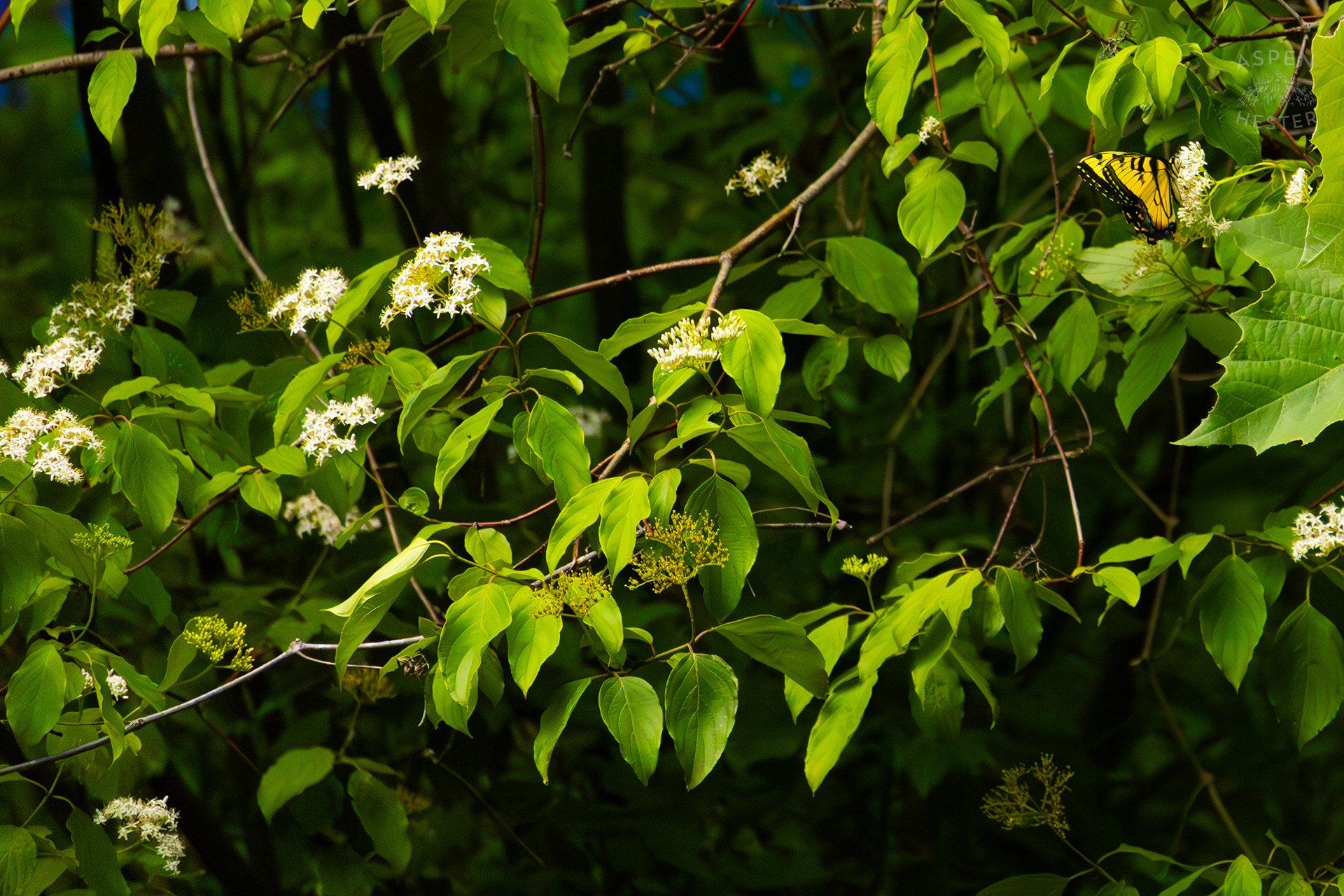 Tiger Butterfly on The Banks of  Middle Fork Beargrass Creek in Cherokee Park. May 28th, 2024/Aspen Hester