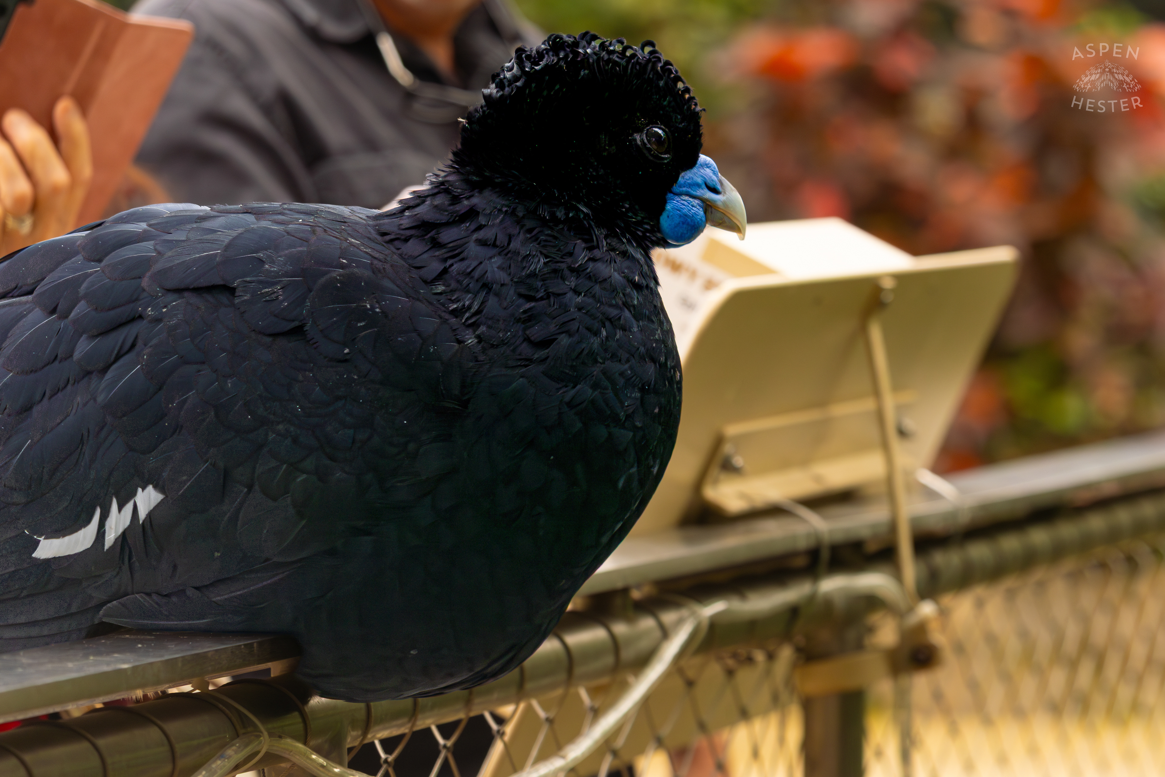 A Blue-Billed Curassow Hangs Out on The Railing of The Wetlands Inside The National Aviary in Pittsburgh Pennsylvania. February 26th, 2025/Aspen Hester
