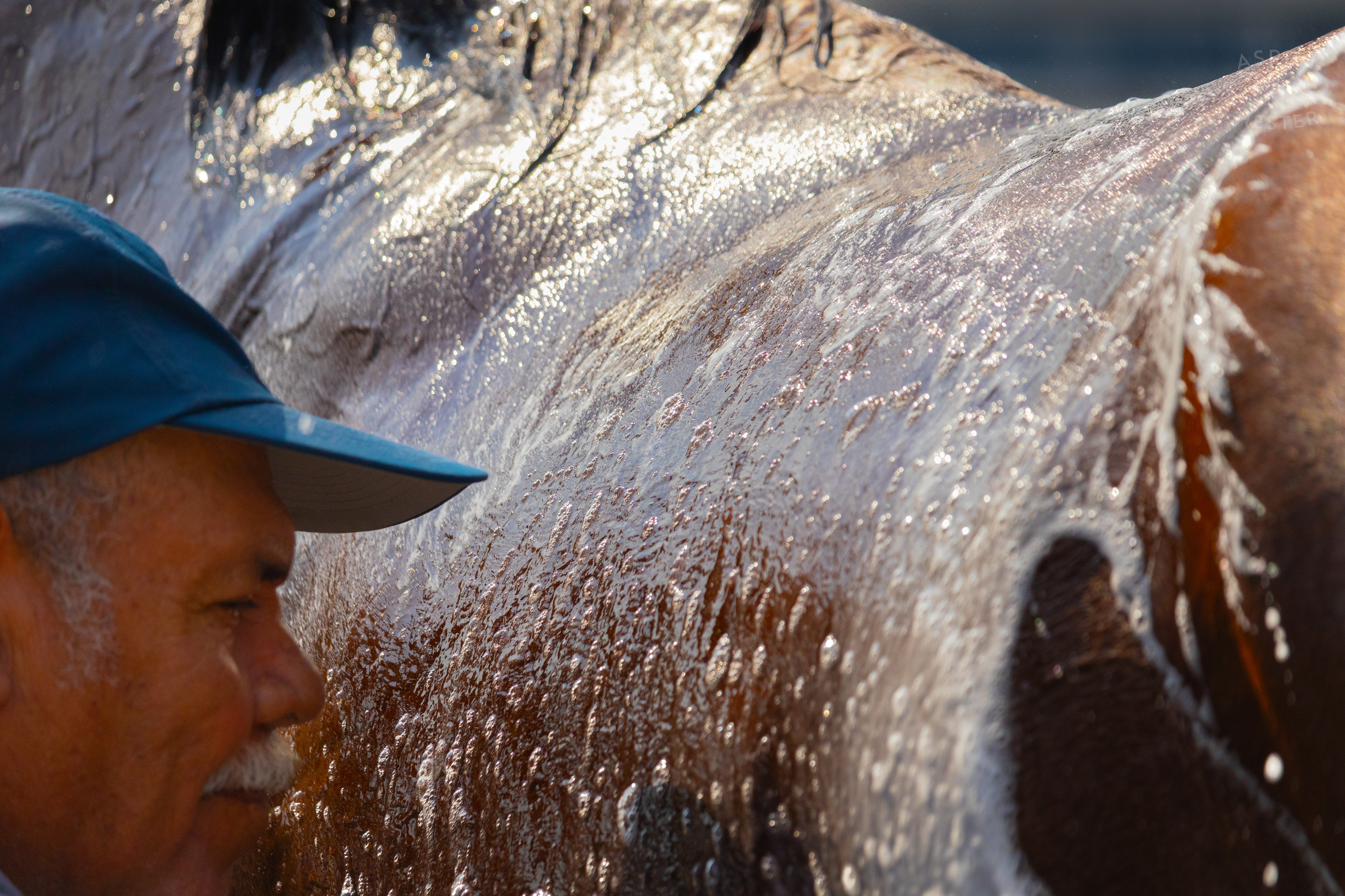 Bath Time for Horse Pharoah’s Wine. June 21st, 2024/Aspen Hester