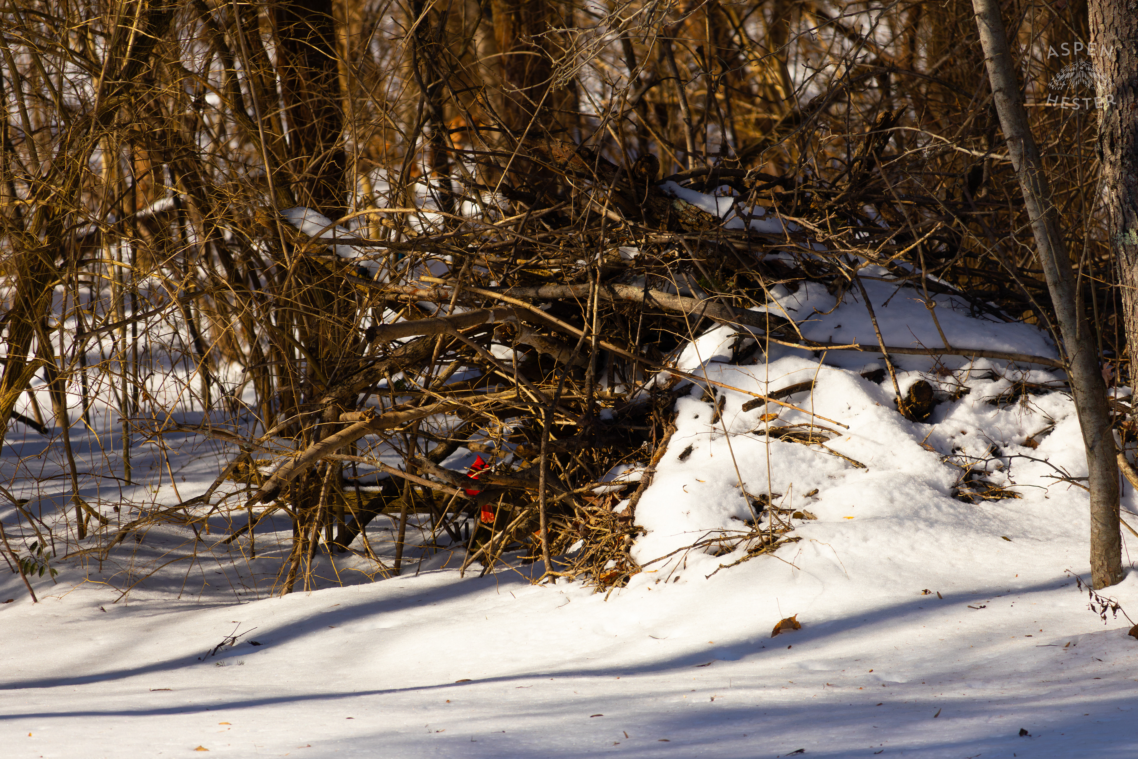 A Male Cardinal Sits Within A Pile of Scrap Branches and Firewood in my Backyard. January 13th, 2025/Aspen Hester