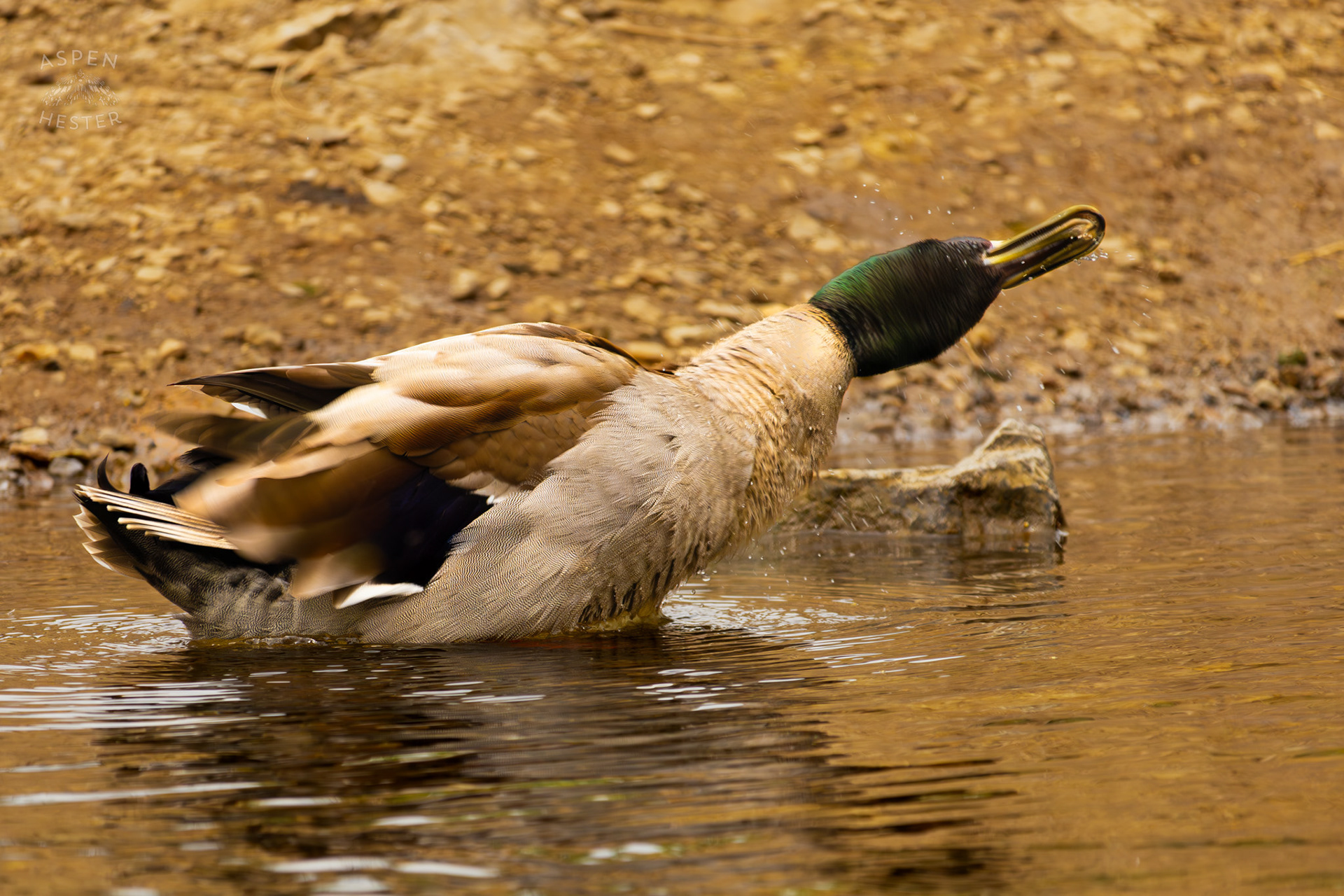 A Male Mallard Shakes Off Water on The Banks of Middle Fork Beargrass Creek Where It Runs Through Brown Park. April 14th, 2025/Aspen Hester