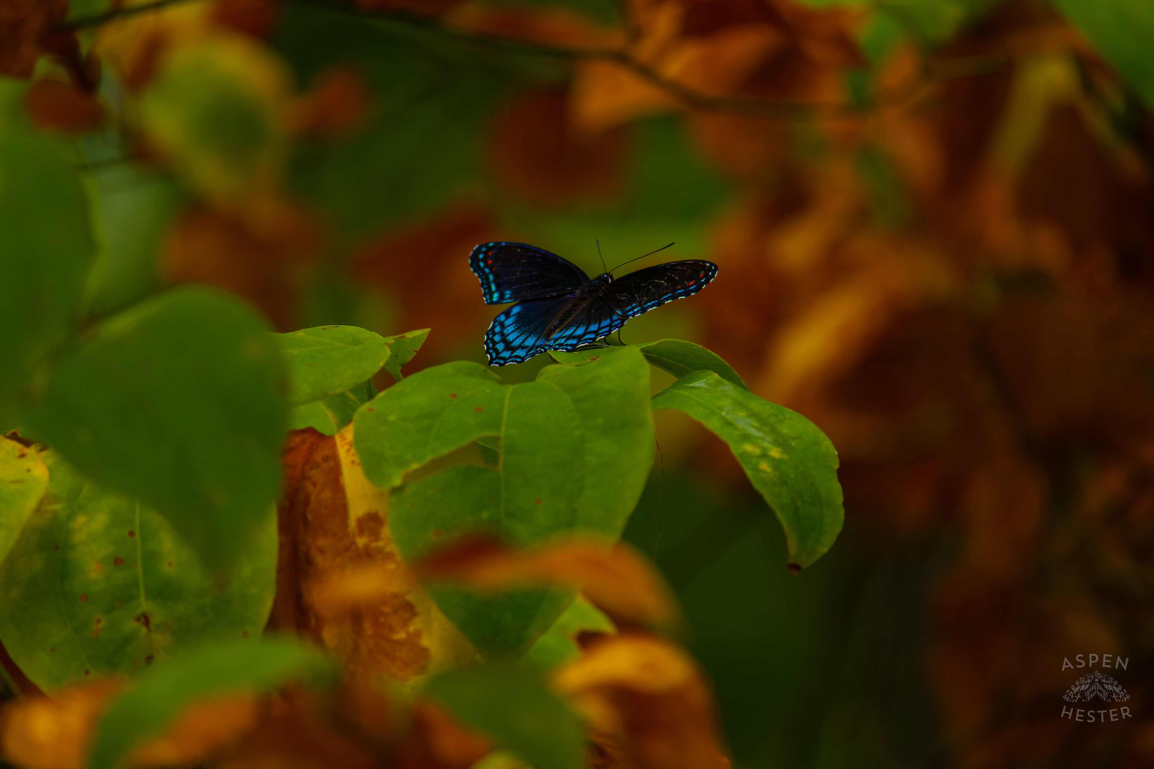 A Red-Spotted Admiral Butterfly Sits on A Bush Inside Jefferson Memorial Forest. September 3rd, 2024/Aspen Hester