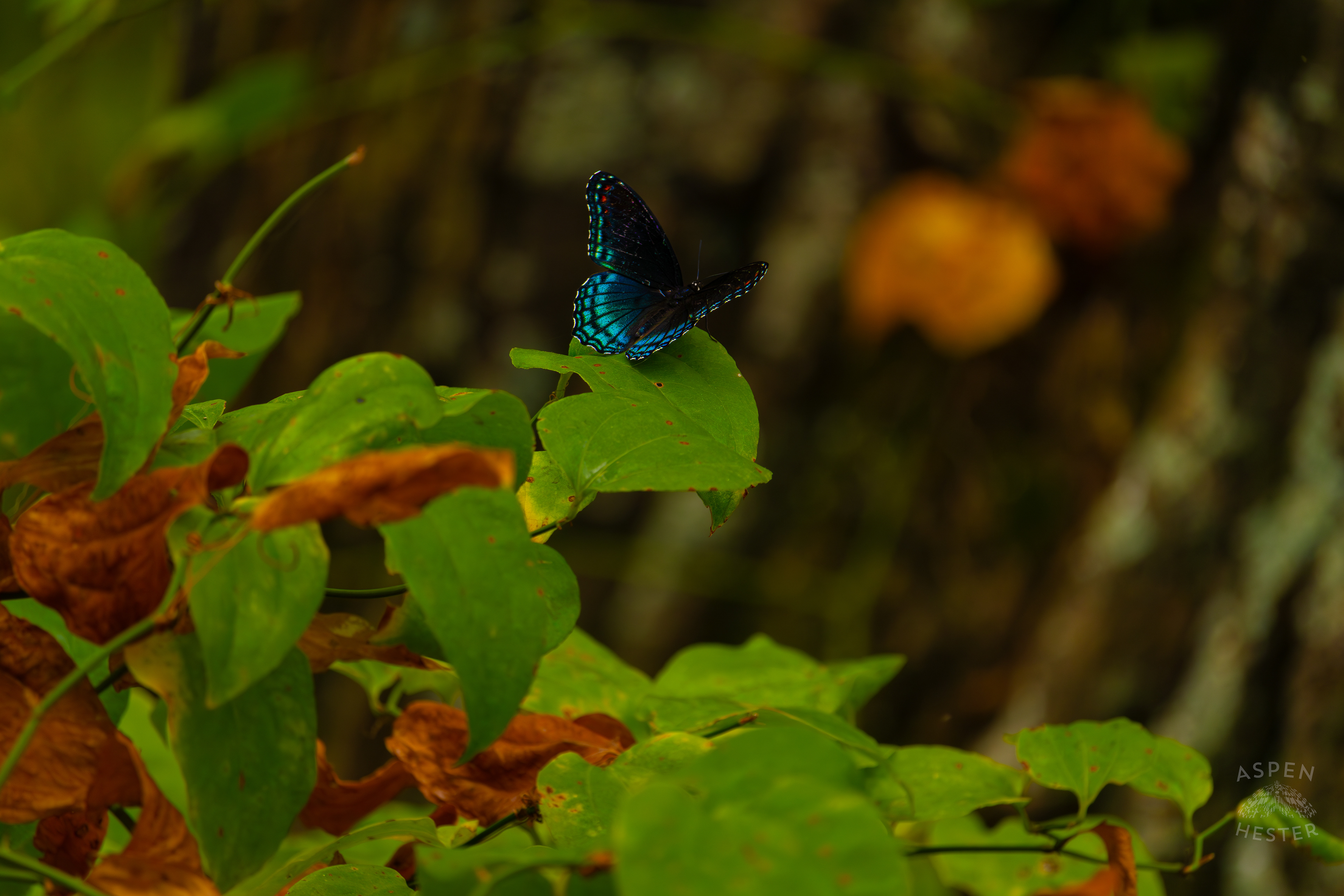 A Red-Spotted Admiral Butterfly Sits on A Bush Inside Jefferson Memorial Forest. September 3rd, 2024/Aspen Hester