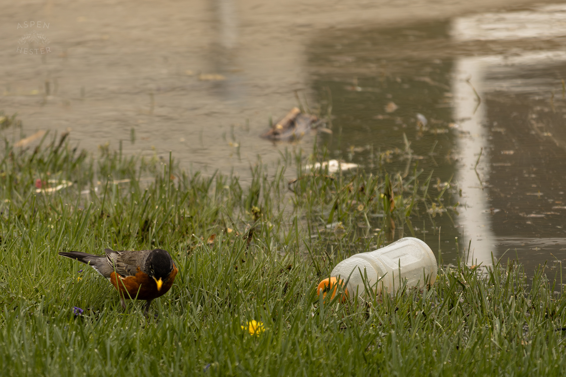 A Robin Scavenges Near The Edge Of The Historic Flooding in Utica Indiana. April 9th, 2025/Aspen Hester
