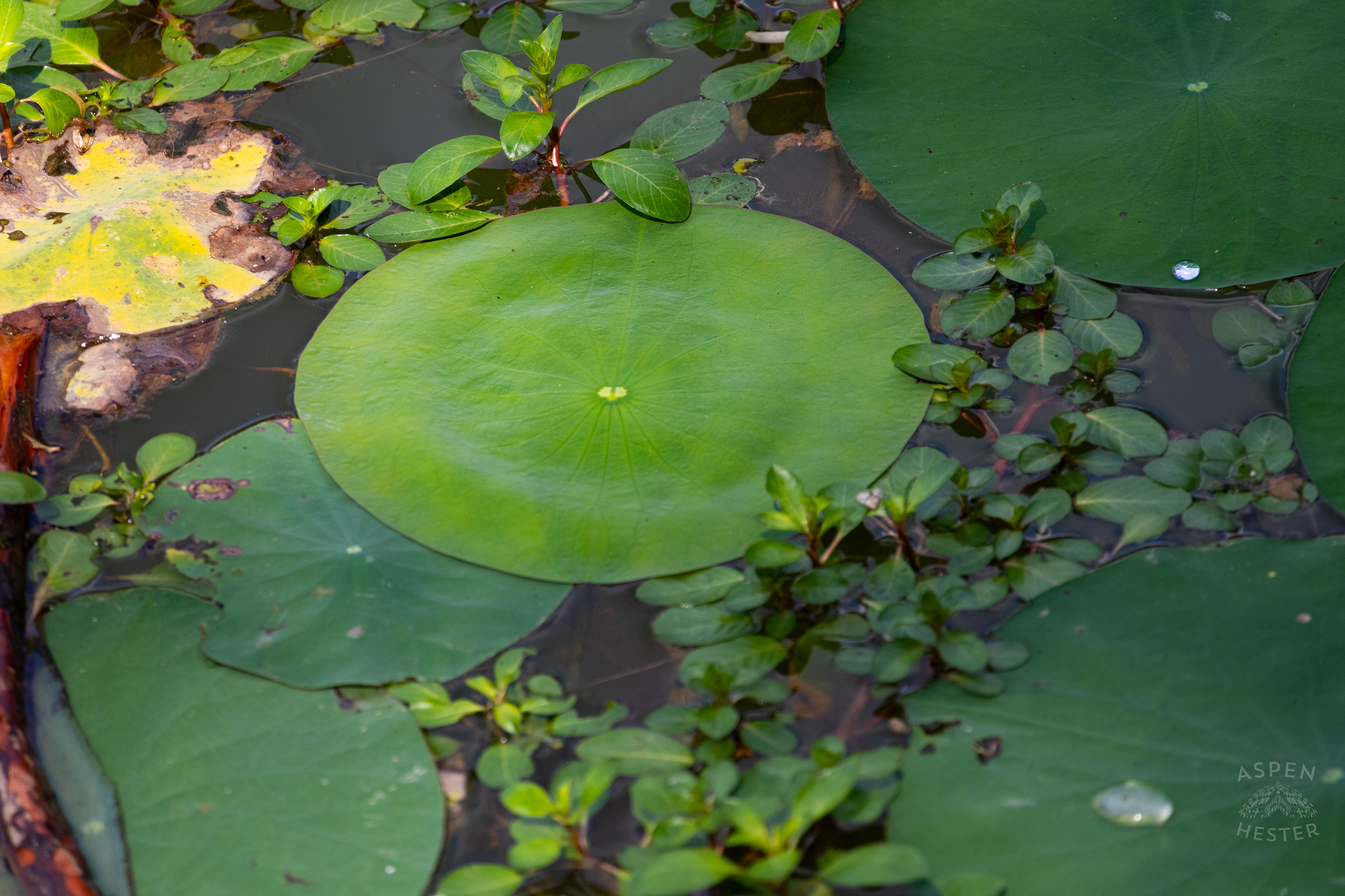 Lilypad's on The Chickasaw Park Pond. August 25th, 2024/Aspen Hester