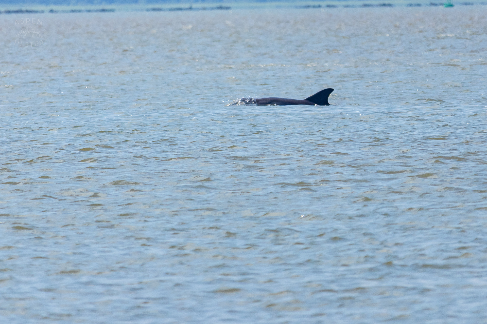 Bottlenose Atlantic Dolphin Swimming Off Tybee Island Georgia. June 25th, 2024/Aspen Hester