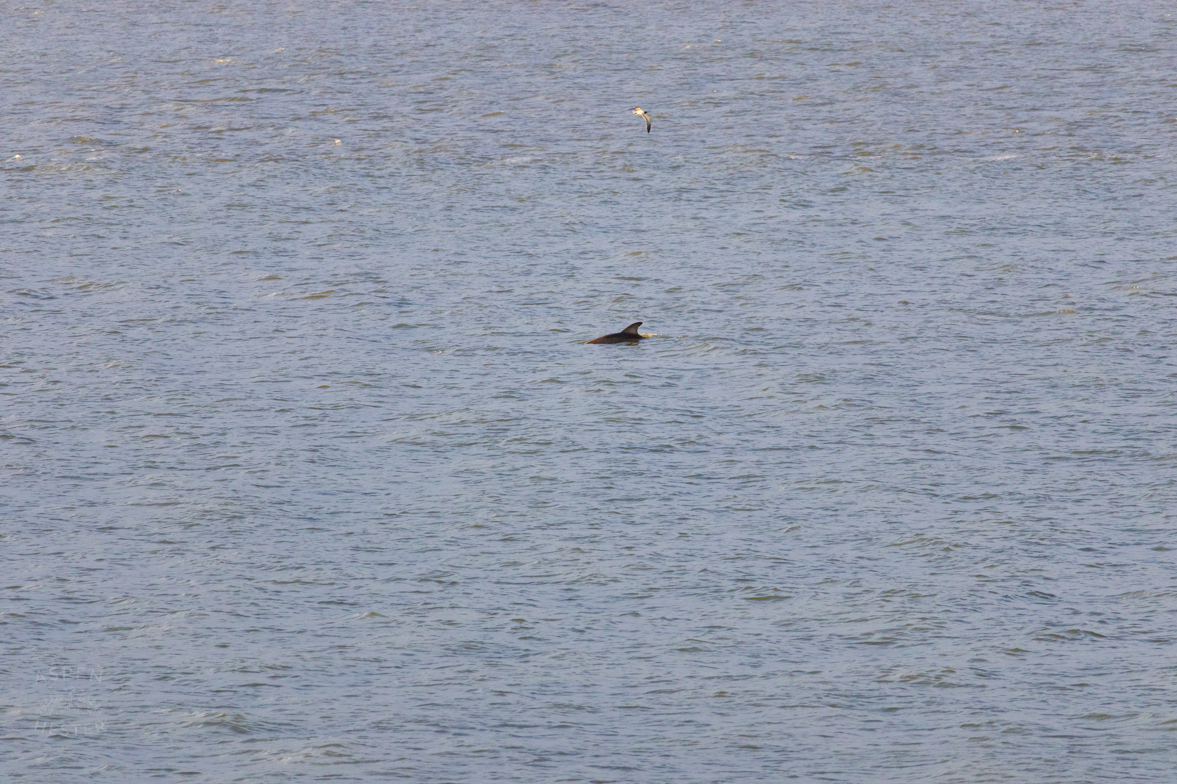Bottlenosed Atlantic Dolphin Splashes Off The Coast of Tybee Island Georgia. June 23rd, 2024/Aspen Hester