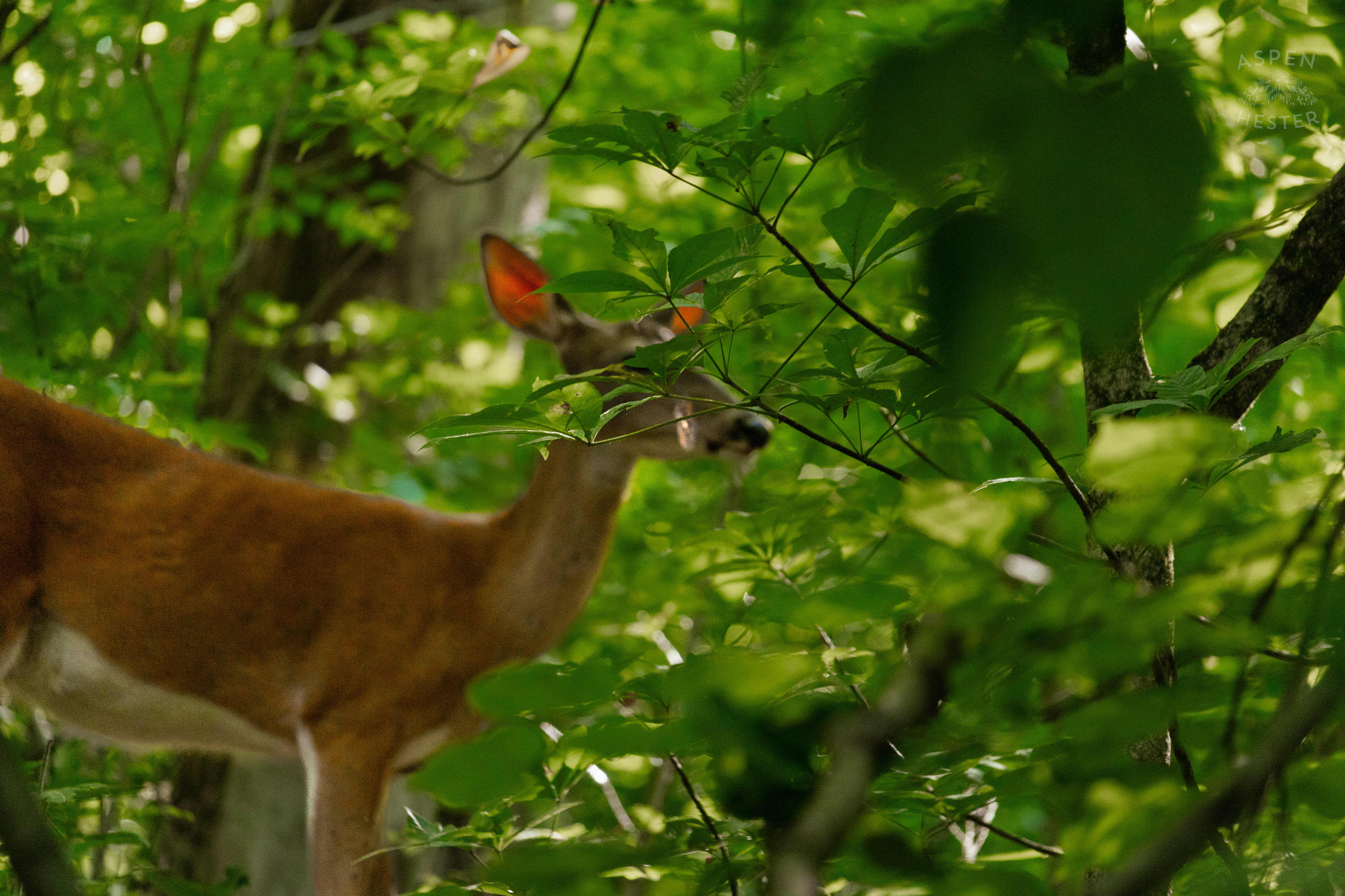 White Tailed Deer Foraging Deep in the Foliage of Cherokee Park. June 11th, 2024/Aspen Hester