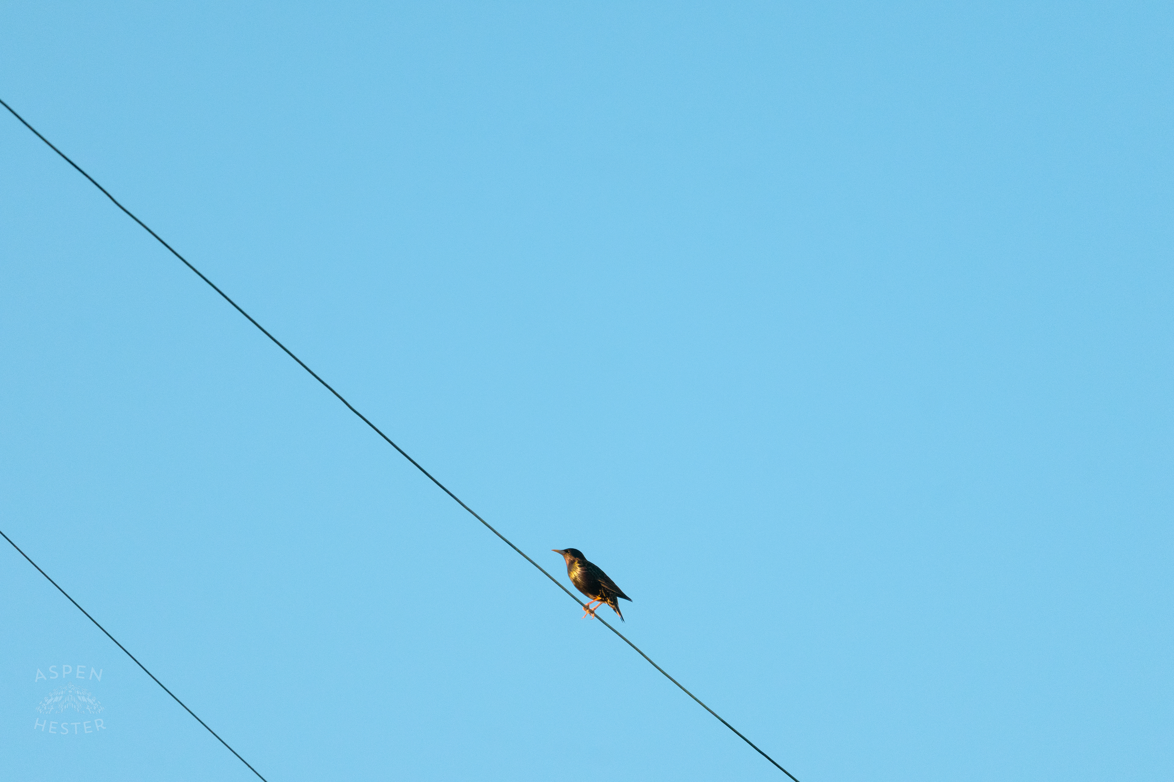 Bird on a Powerline During Golden Hour on Preston Street. May 30th, 2024/Aspen Hester 