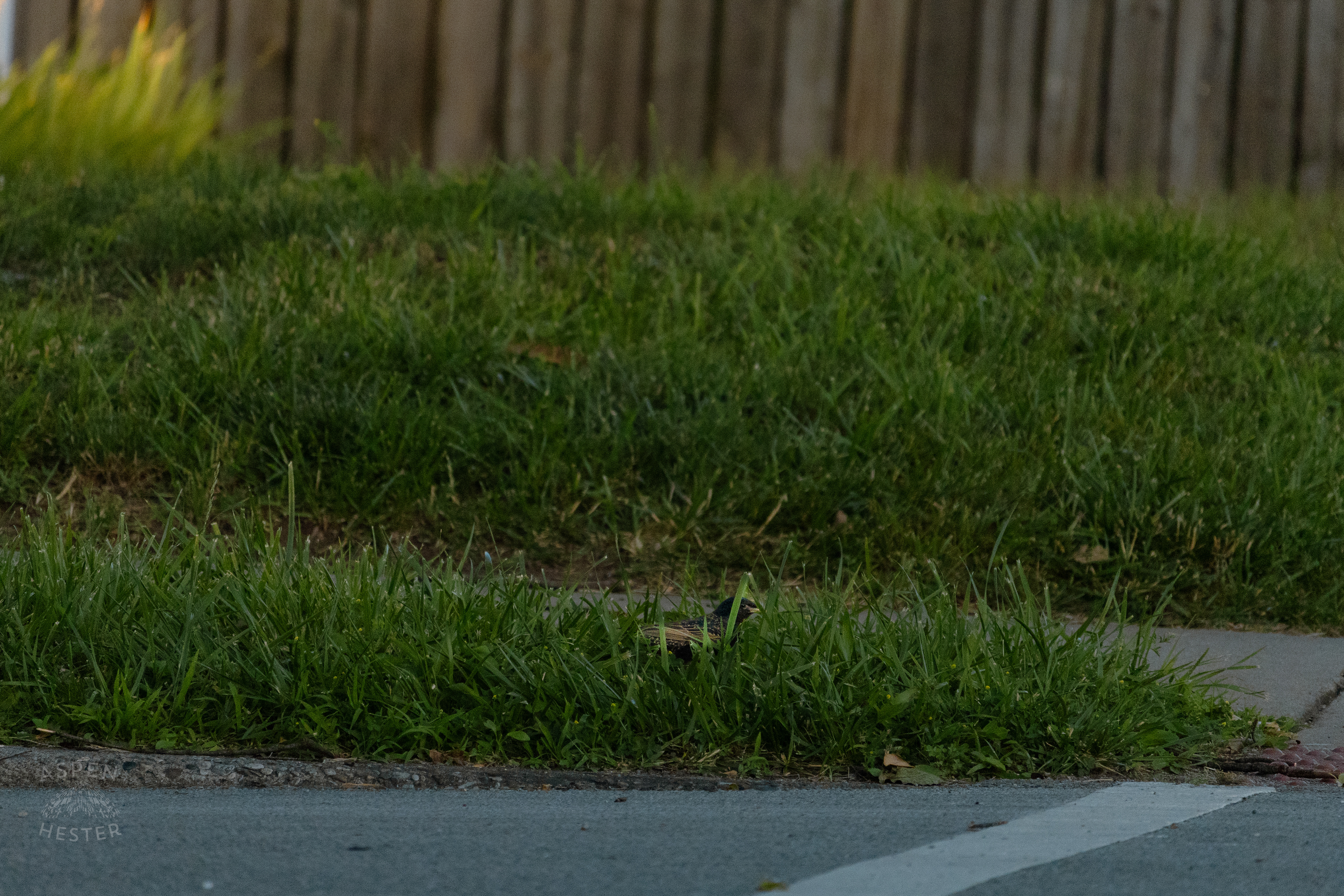 Bird in The Grass During Golden Hour on Preston Street. May 30th, 2024/Aspen Hester