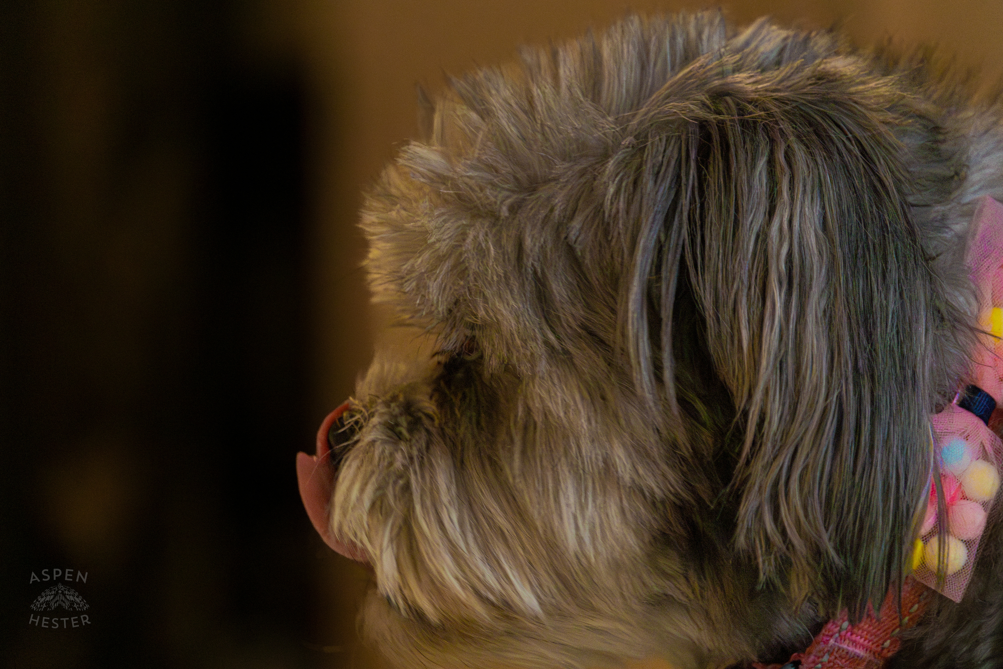 My Girl Mabel Licking Her Nose. November 11th, 2024/Aspen Hester