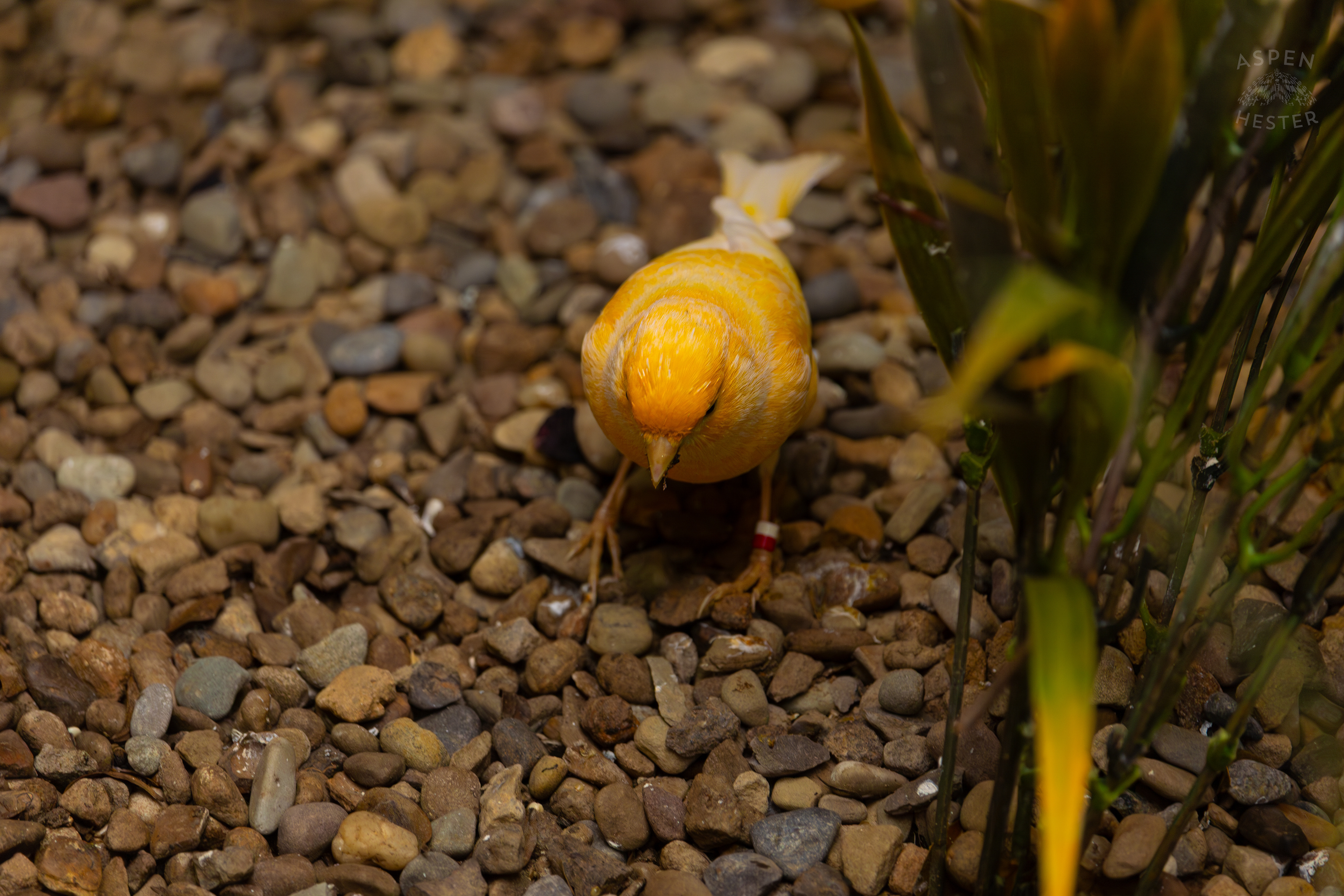 An Atlantic Island Canary Chills in The Grasslands Inside The National Aviary in Pittsburgh Pennsylvania. February 26th, 2025/Aspen Hester