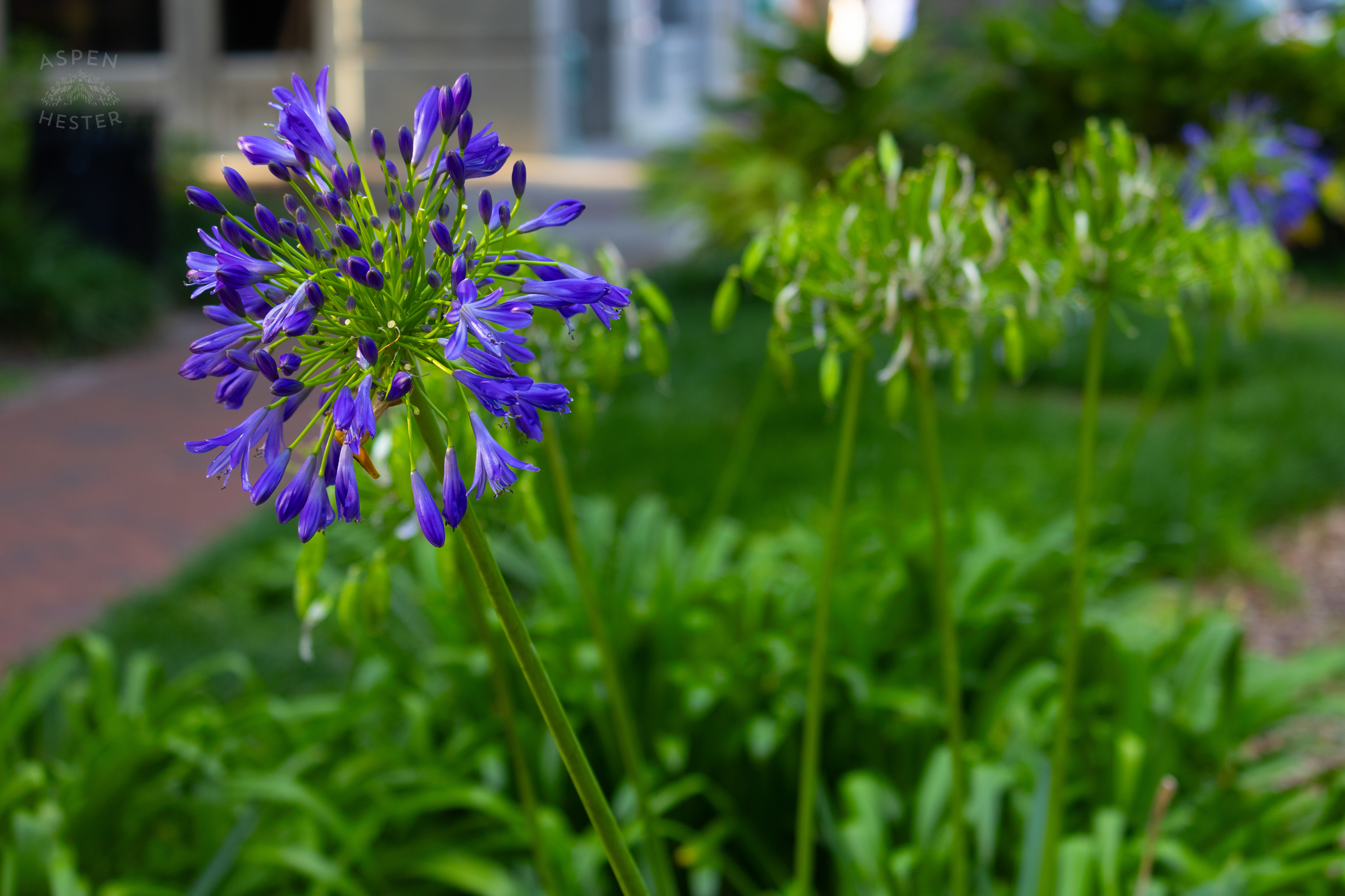 African Lily In Savannah Georgia's Reynolds Square. June 24th, 2024/Aspen Hester