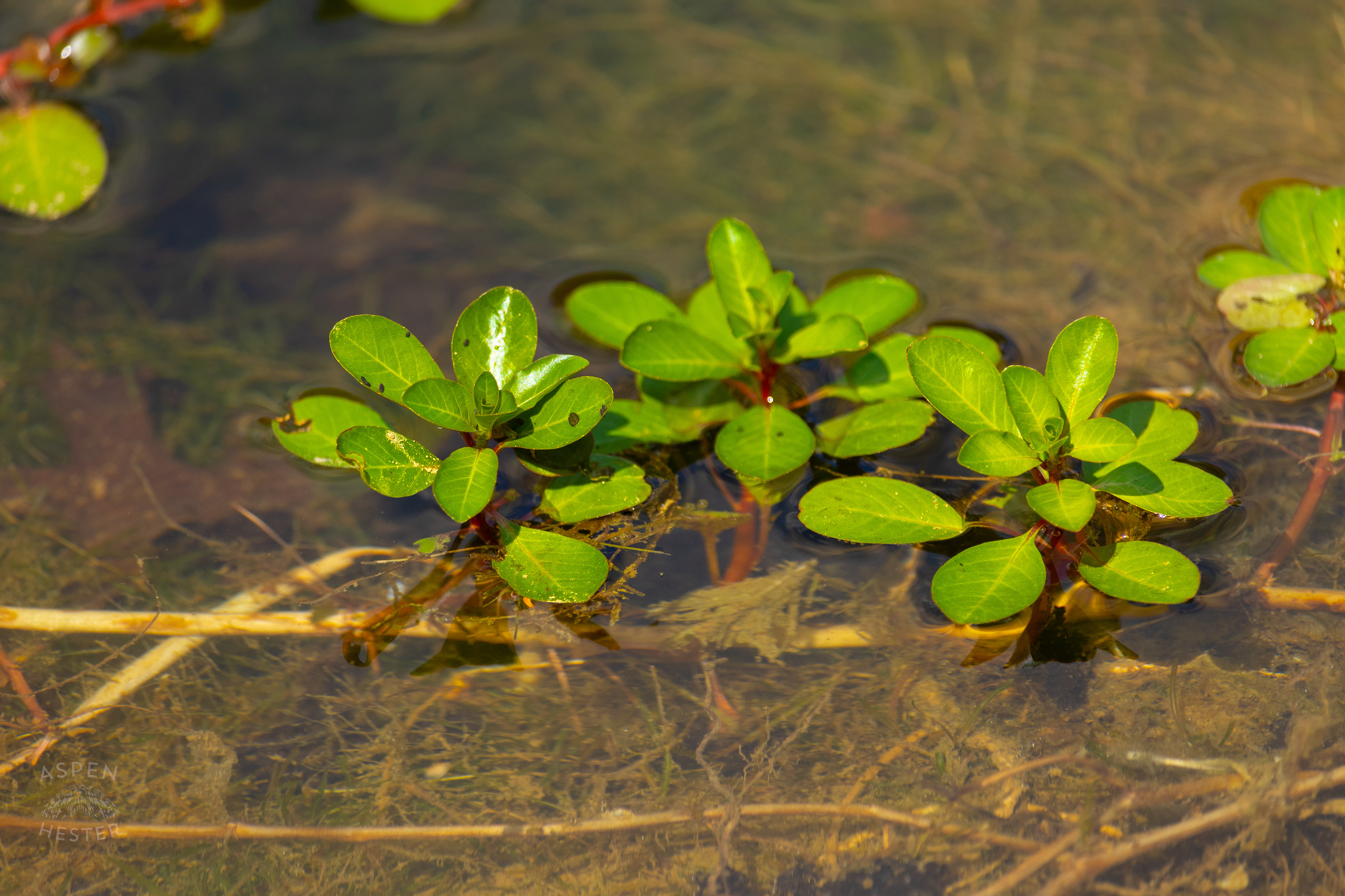 Floating Primrose on The Surface of The Chickasaw Park Pond. August 25th, 2024/Aspen Hester