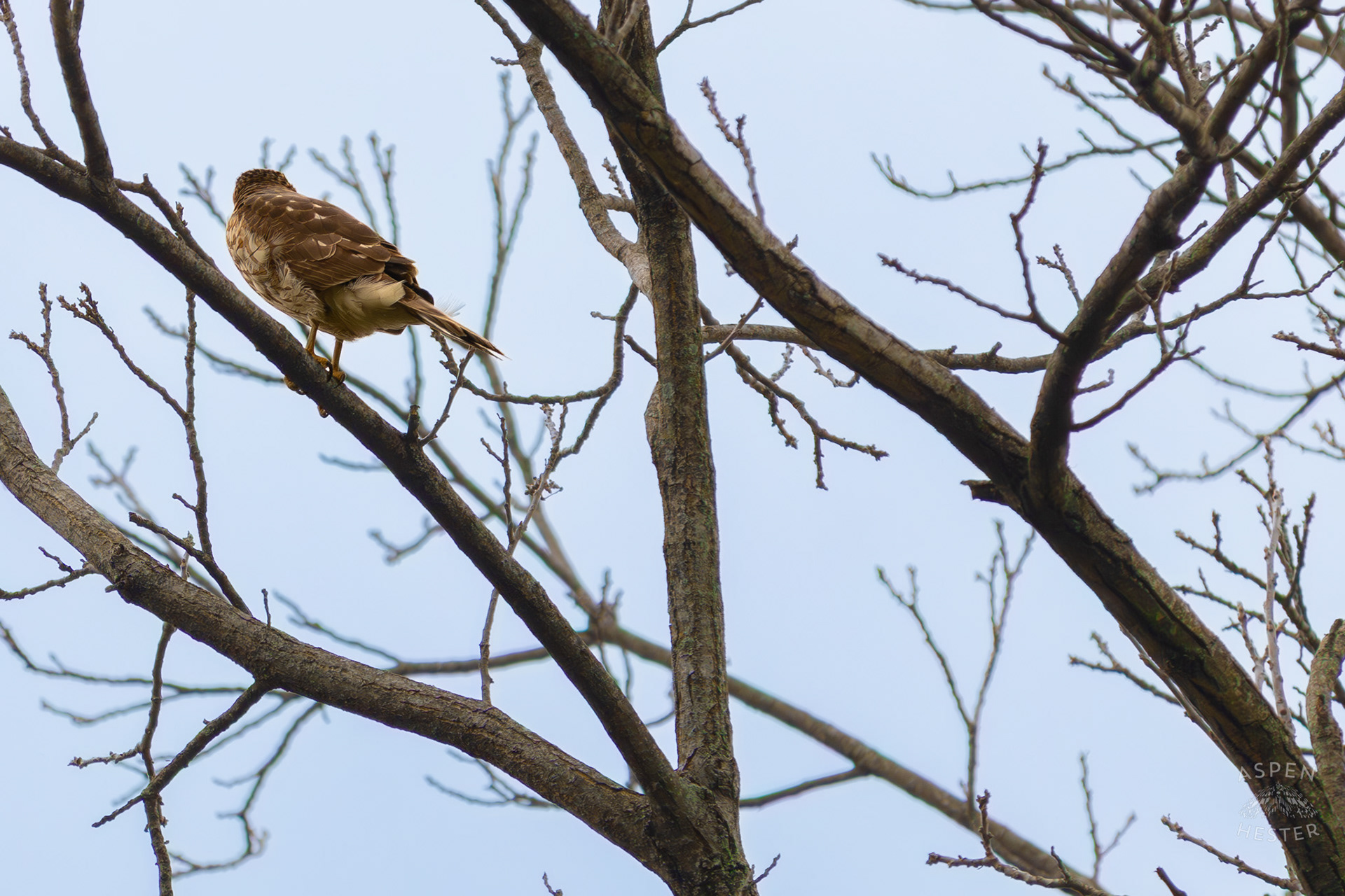 A Red Tailed Hawk Watches The Ground From High Up in Brown Park. April 14th, 2025/Aspen Hester 
