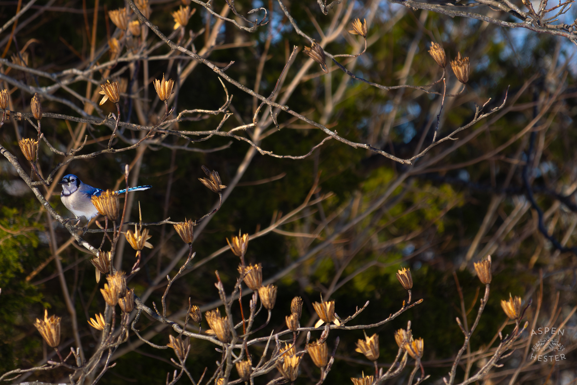 A Blue Jay Sits in A Tulip Tree in The Snowy Landscape of my Backyard. January 13th, 2025/Aspen Hester