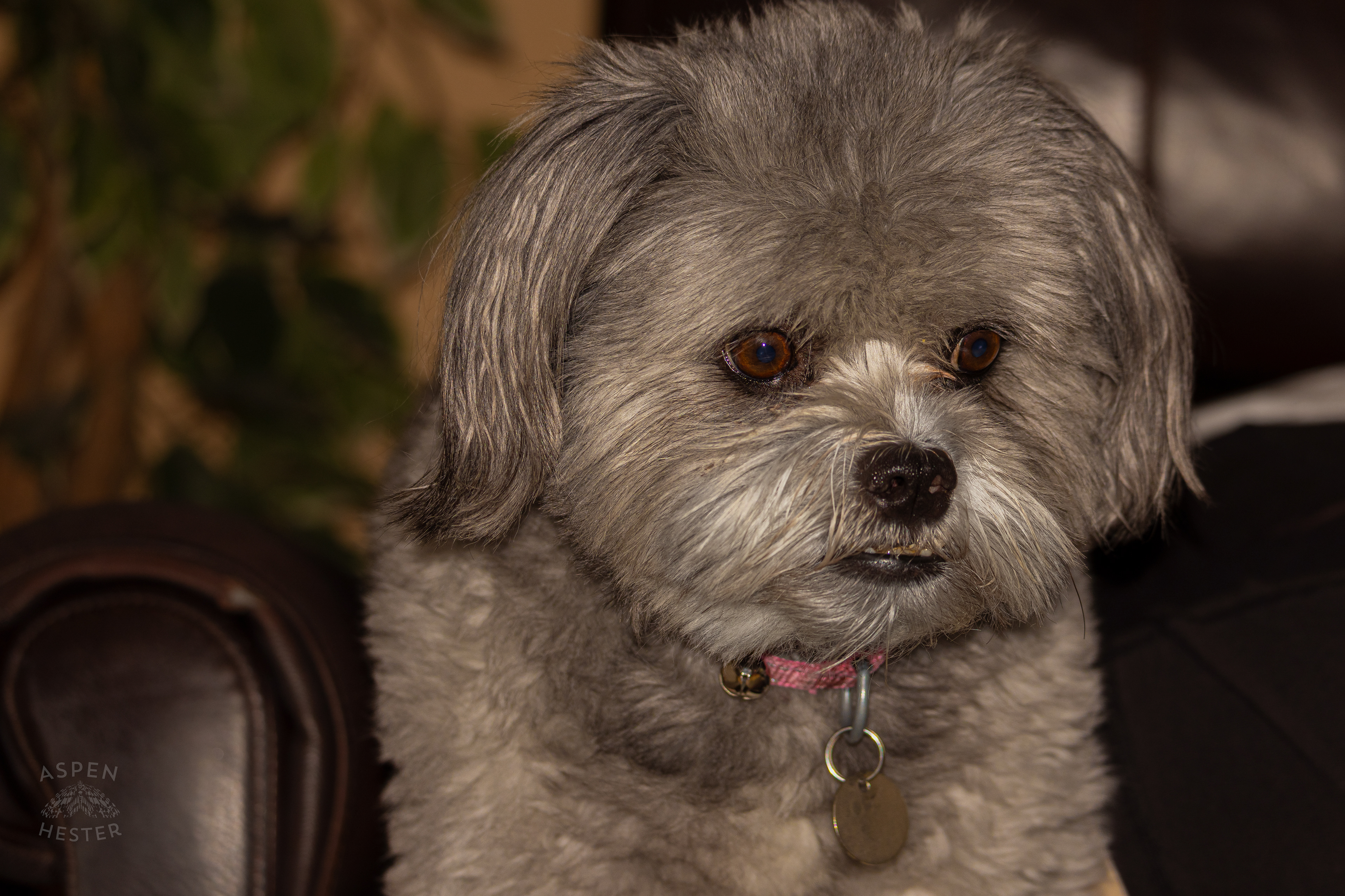 My Girl Mabel. November 11th, 2024/Aspen Hester