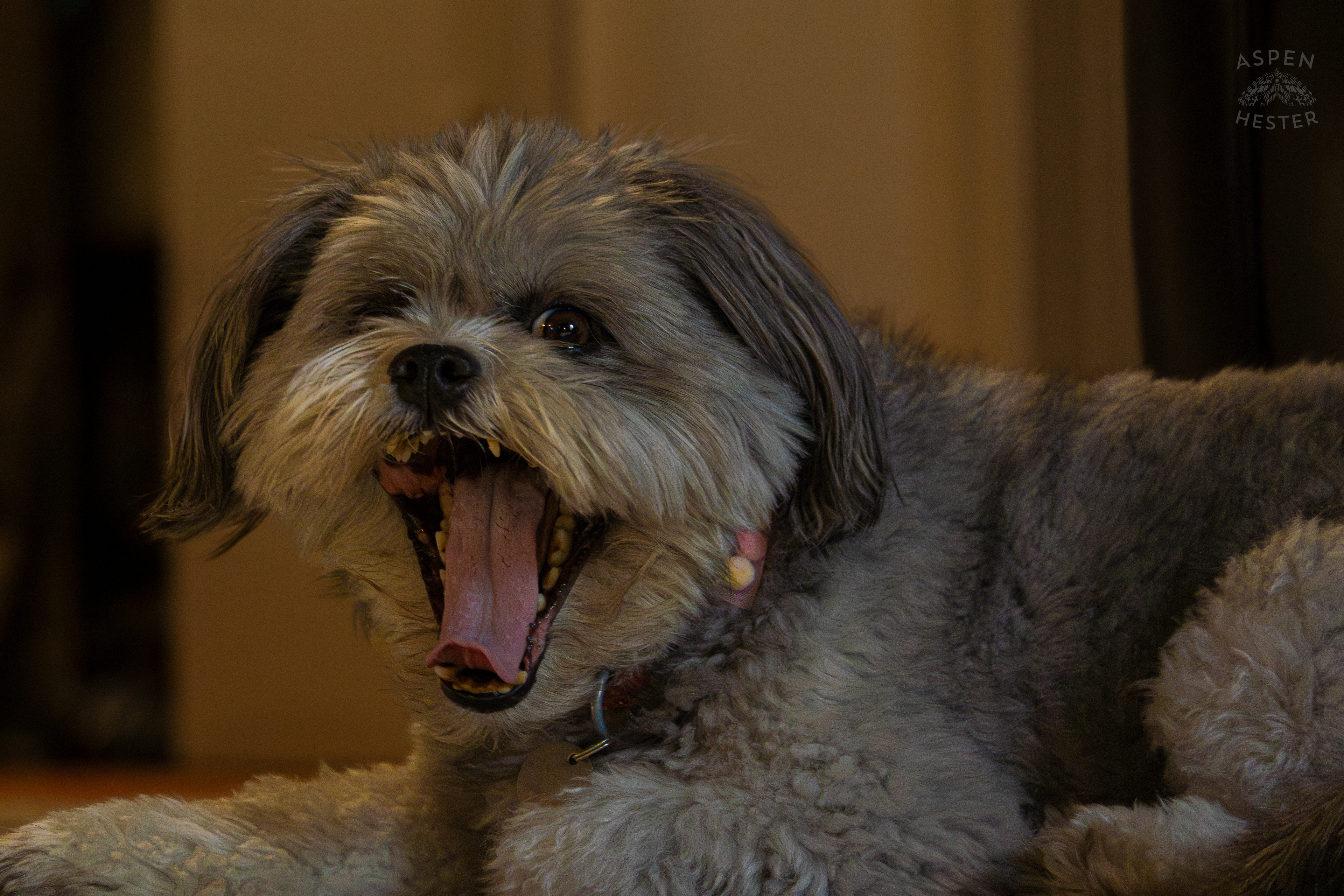 My Girl Mabel Yawning. November 11th, 2024/Aspen Hester