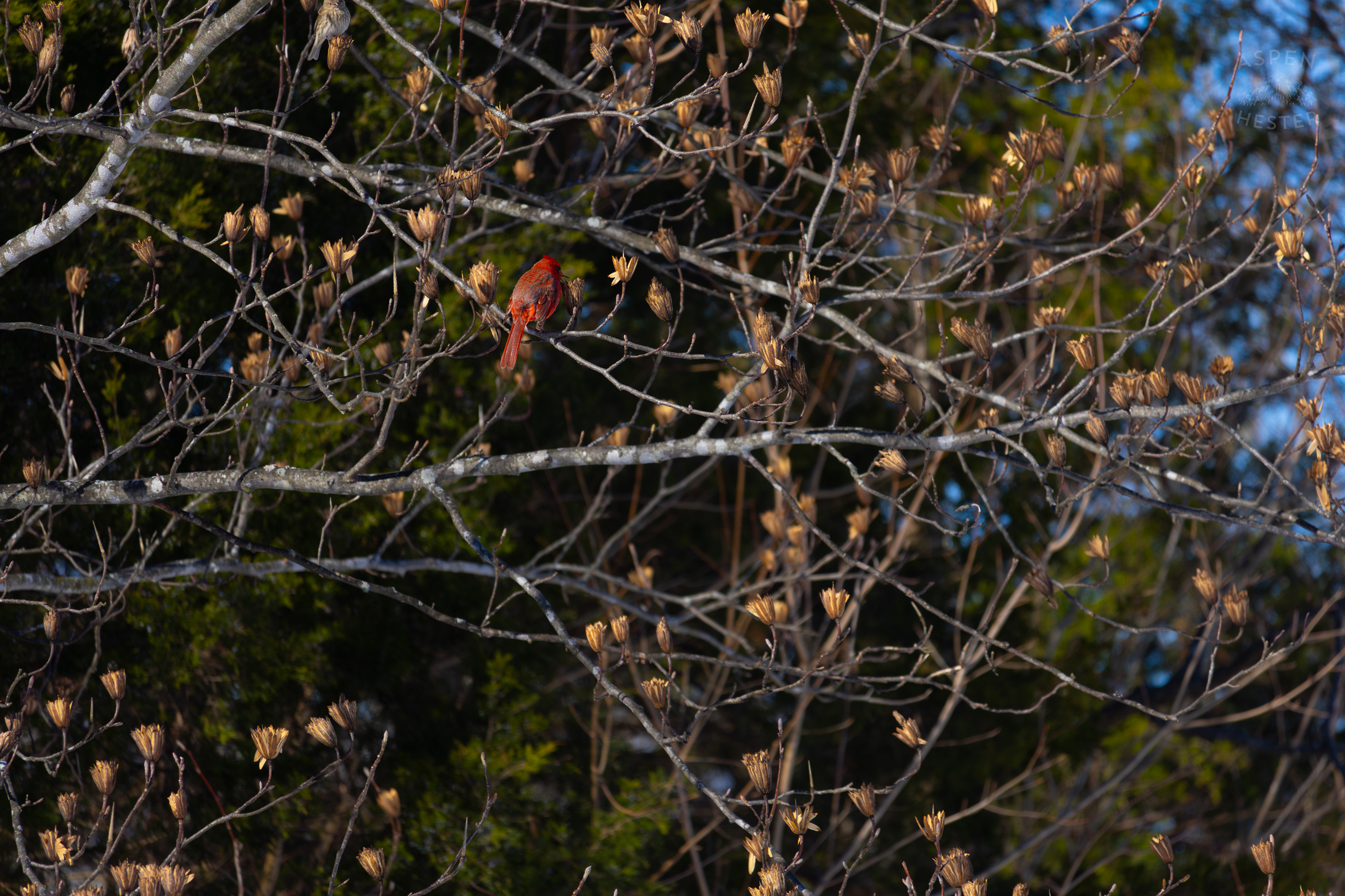A Cardinal Sits in A Tulip Tree in my Backyard. January 13th, 2025/Aspen Hester