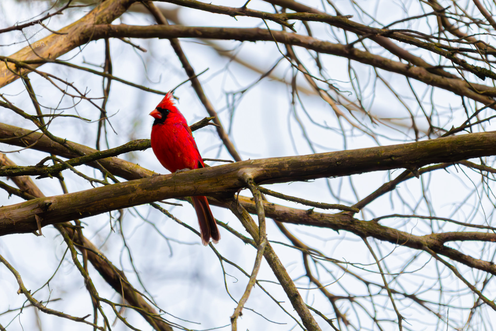 A Male Cardinal Perches on A Branch in My Neighbor's Yard. March 29th, 2026/Aspen Hester
