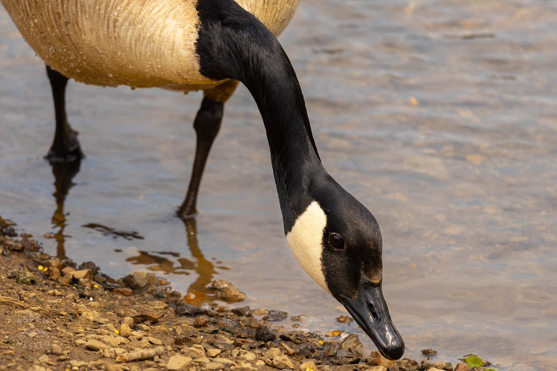 A Goose Eats Bird Feed in Brown Park. April 14th, 2025/Aspen Hester