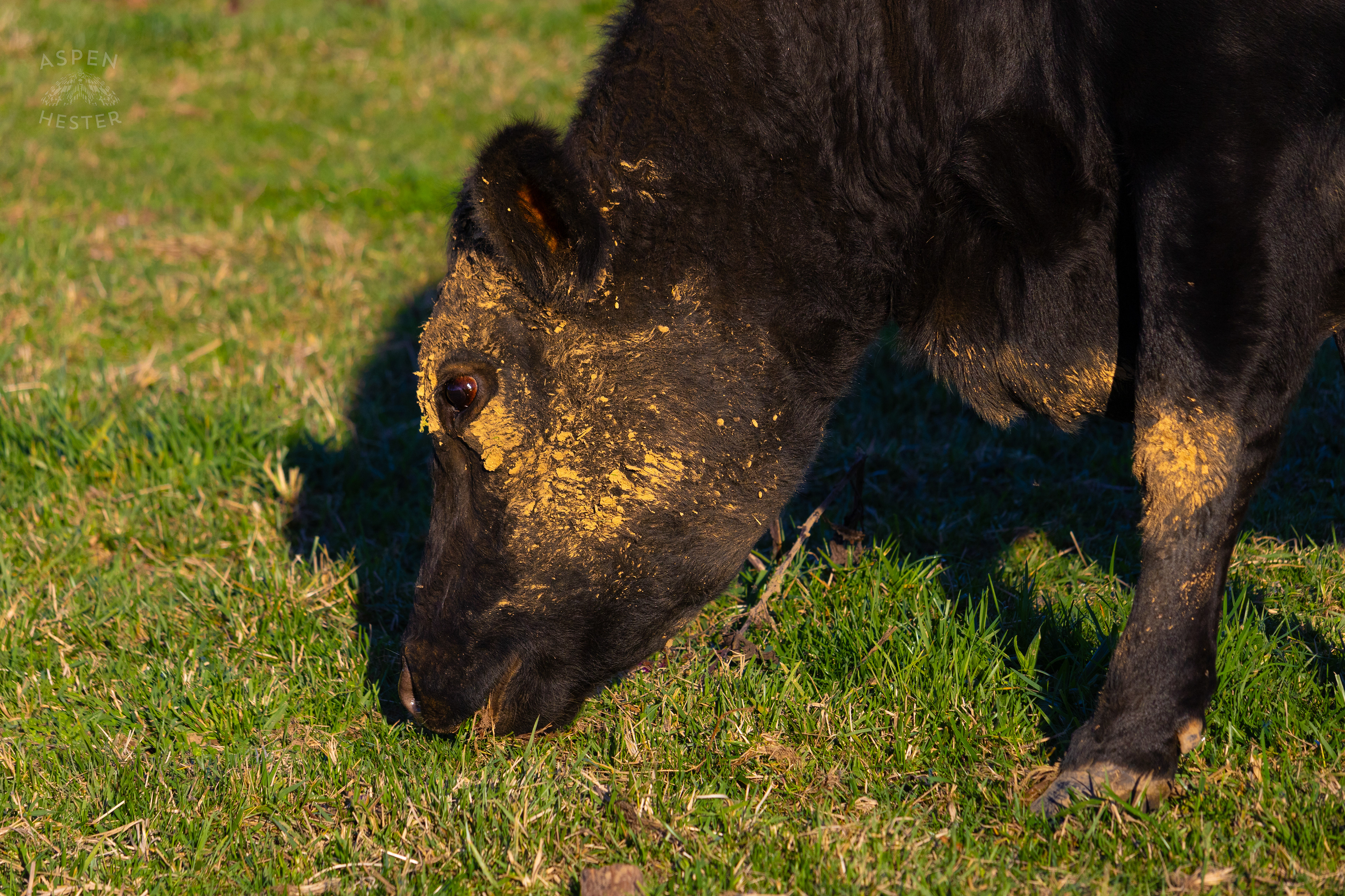 Pasture Fed Cow Rosie Mowing Through The Field on Skinner Farms Thanksgiving Turkey Pick Up Day. November 24th, 2024/Aspen Hester