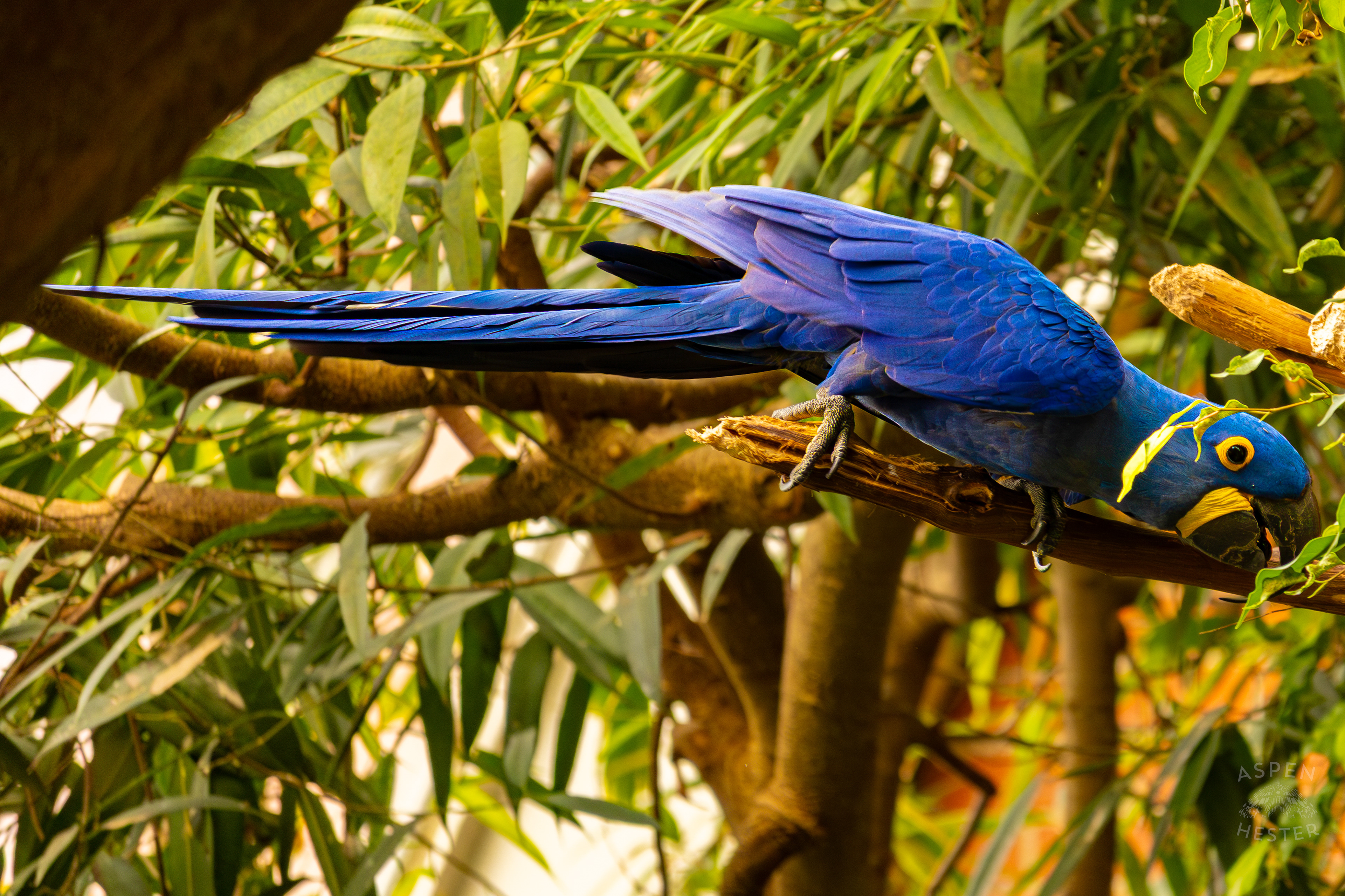 A Hyacinth Macaw High Up in The Rainforest Inside The National Aviary in Pittsburgh Pennsylvania. February 26th, 2025/Aspen Hester