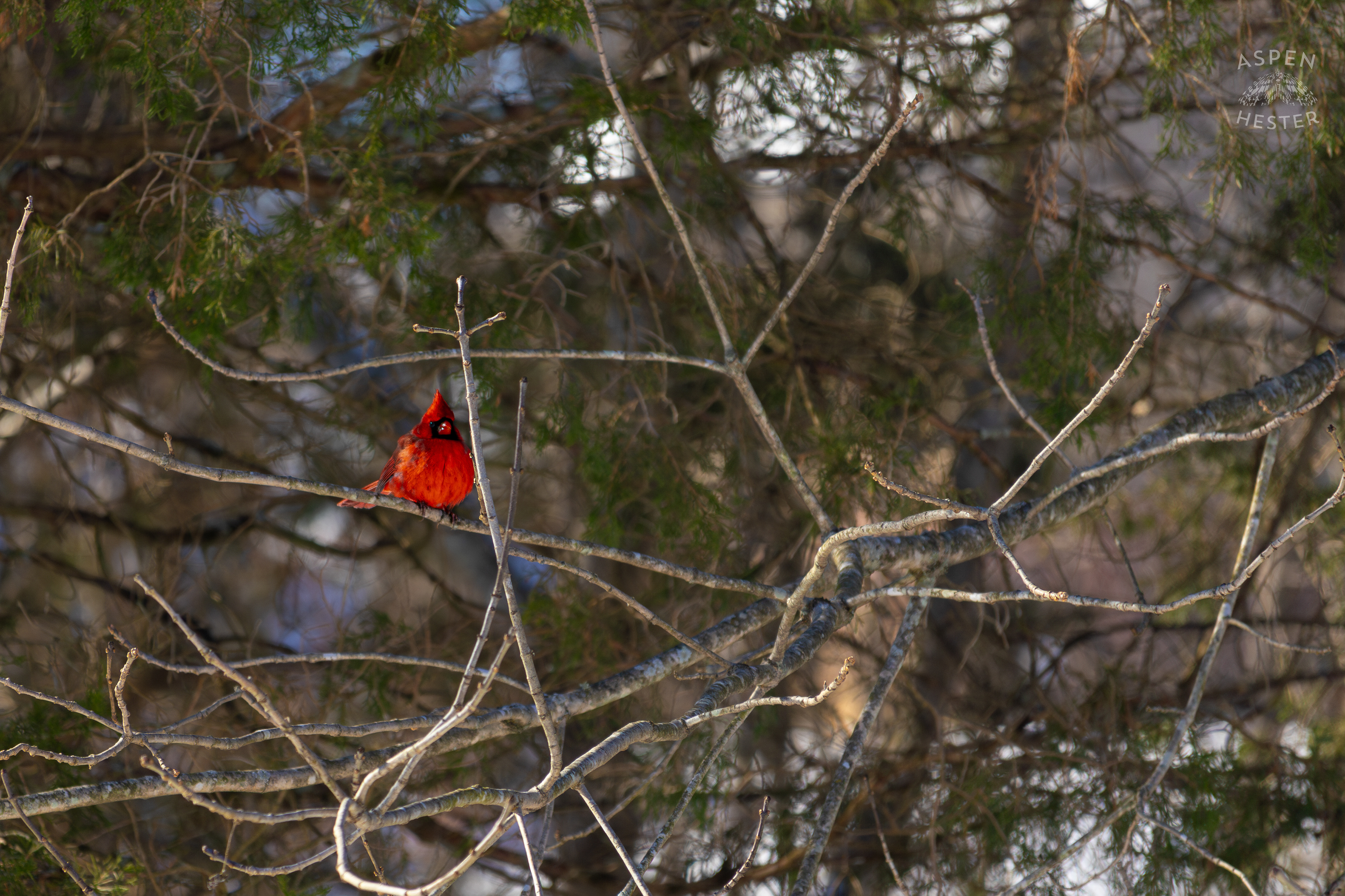 A Cardinal Sits in An Ash Tree in My Snowy Backyard. January 13th, 2025/Aspen Hester
