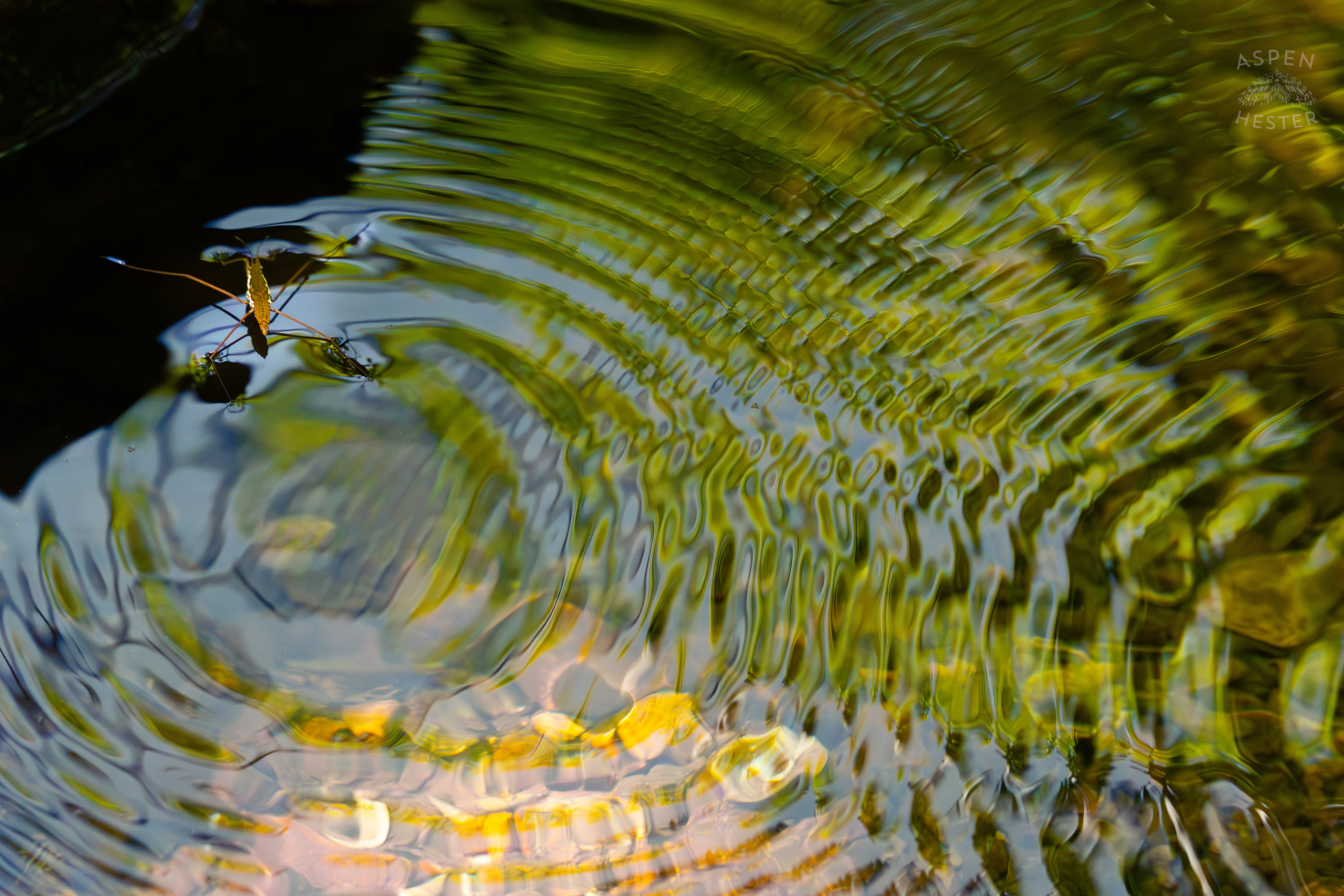 Water Strider on Middle Fork Beargrass Creek in Cherokee Park. May 28th, 2024/Aspen Hester