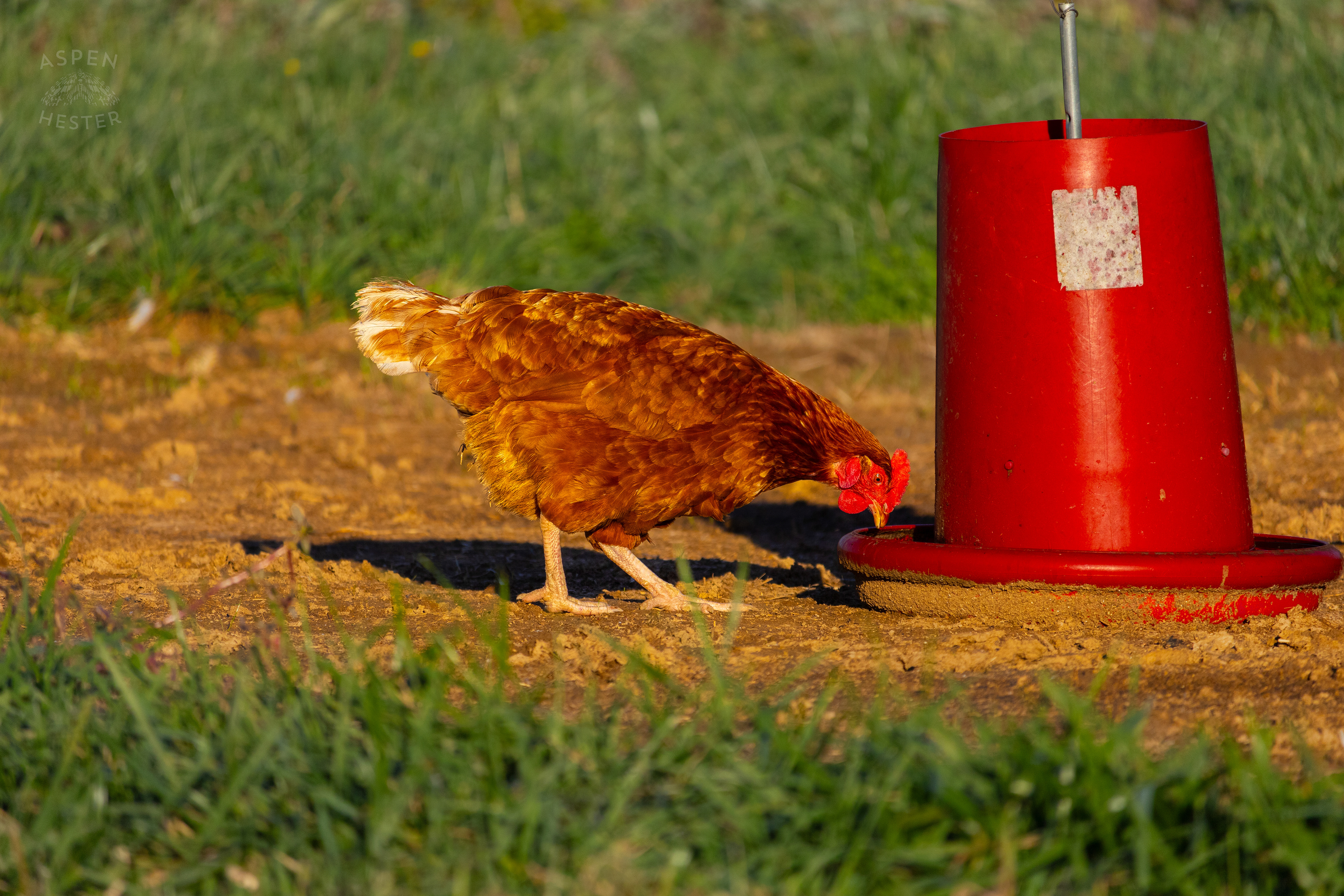A Chicken Pecking About on Skinner Farms Thanksgiving Turkey Pick Up Day. November 24th, 2024/Aspen Hester