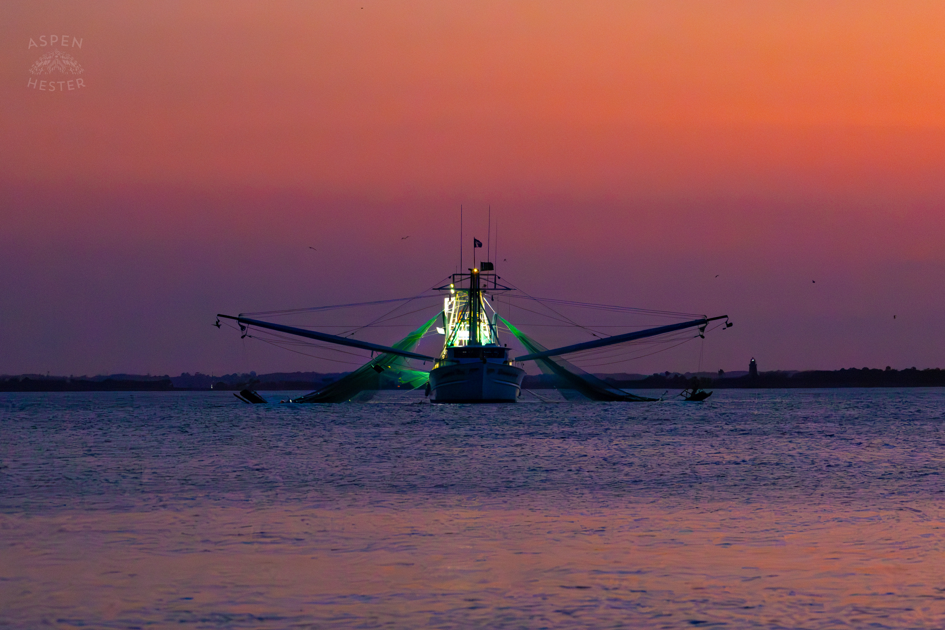 ‘Daddy’s Boy’ in the Waters of Tybee Island Georgia. June 25th, 2024/Aspen Hester